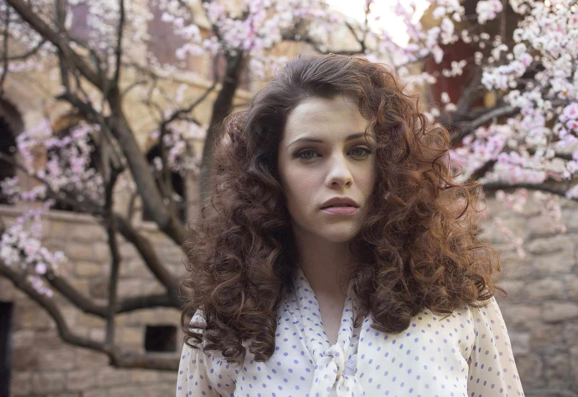 Jessica De Gouw, pink cherry blossom trees, stone wall, Full HD Desktop Wallpaper
