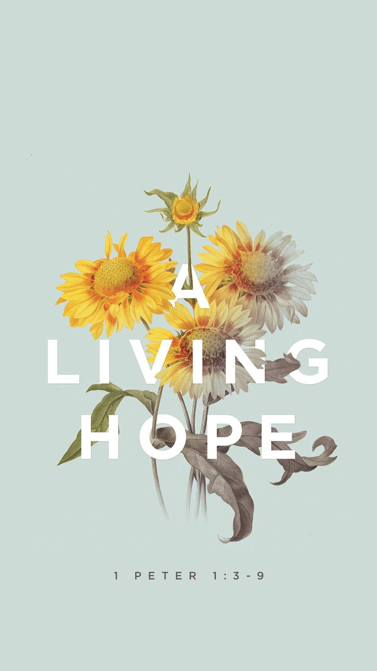 A Living Hope, sunflowers, wilting blooms, Full HD Phone Wallpaper