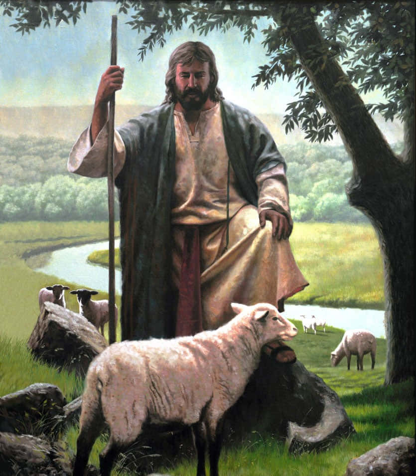 Jesus, sheep, lush green meadow, SD Phone Wallpaper