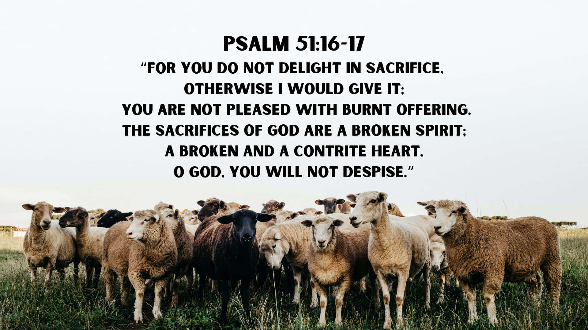 broken and contrite heart, flock of sheep, grassy field, Full HD Desktop Wallpaper