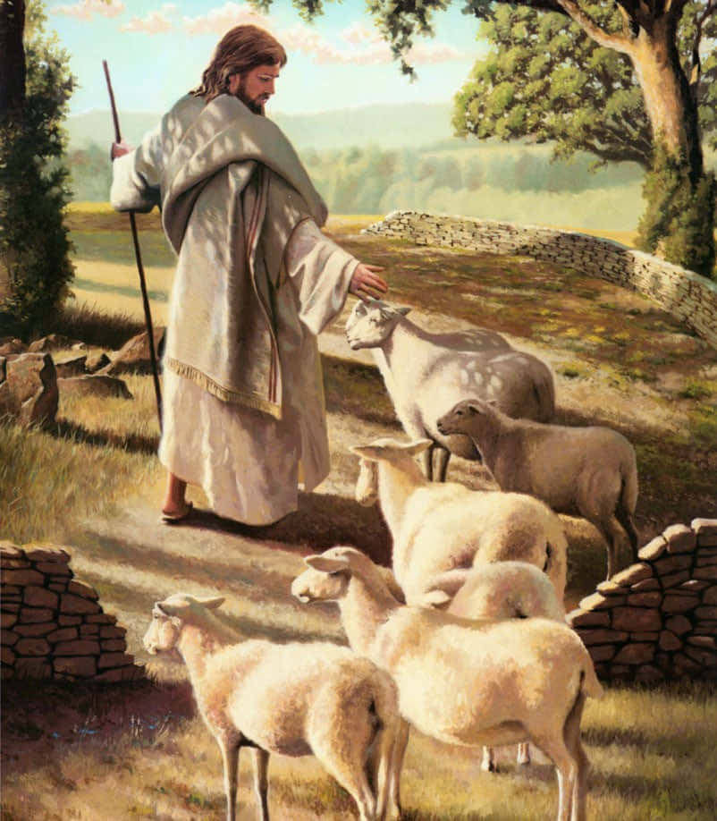 Jesus, sheep, robed shepherd, SD Phone Wallpaper