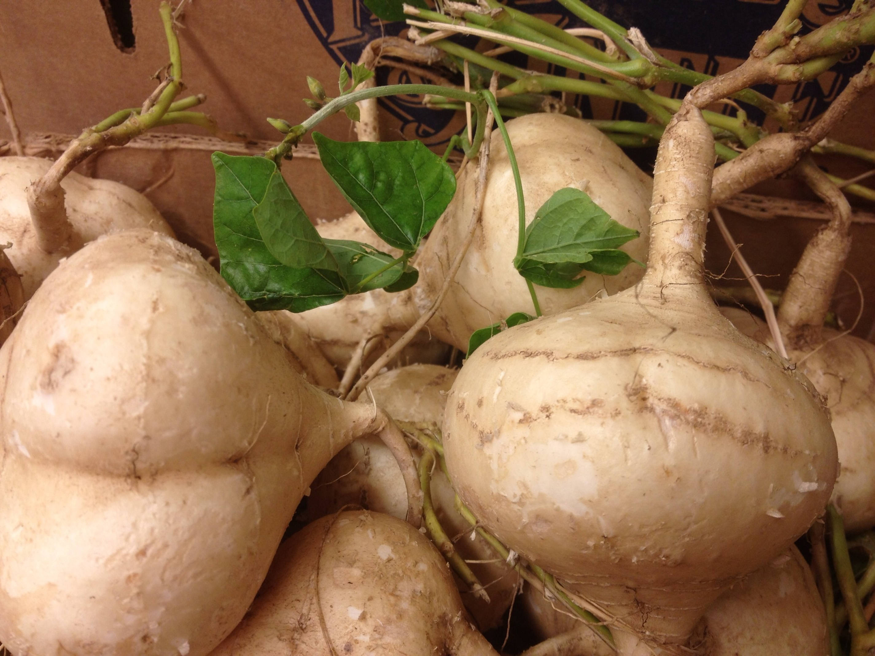Jicama, vibrant green leaves, white yams, 2K Desktop Wallpaper