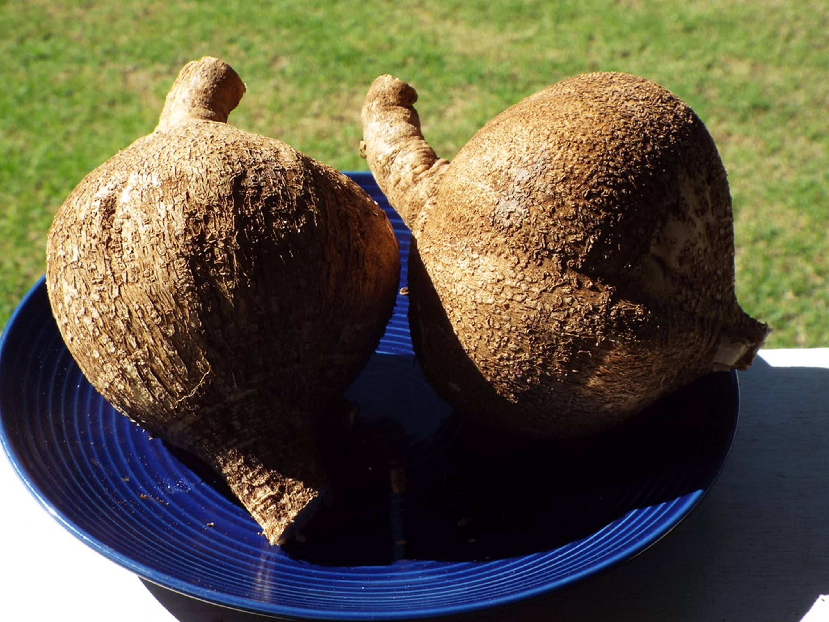 Jicama, vibrant blue plate, sunlit green lawn, 2K Desktop Wallpaper