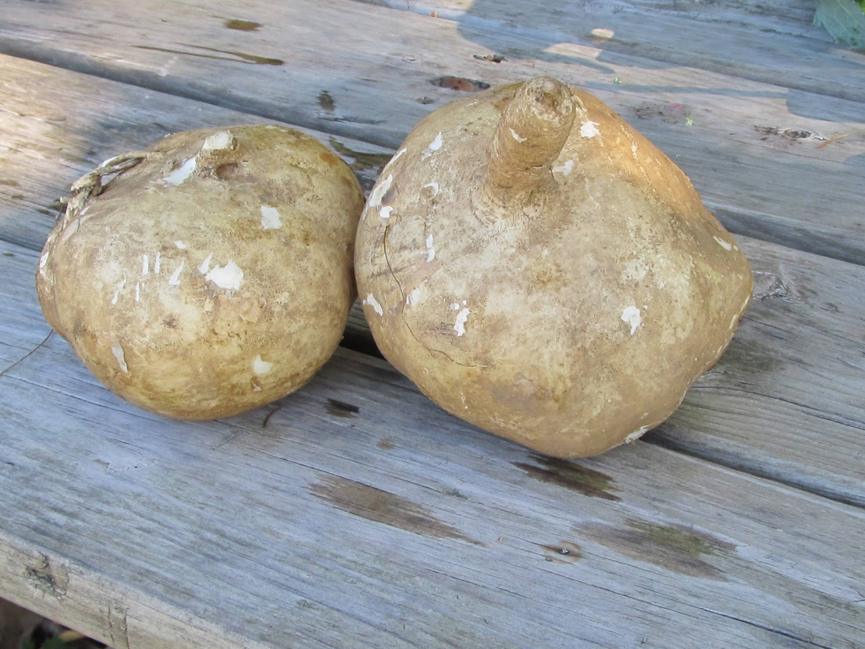 Jicama, wood, weathered wooden surface, 2K Desktop Wallpaper