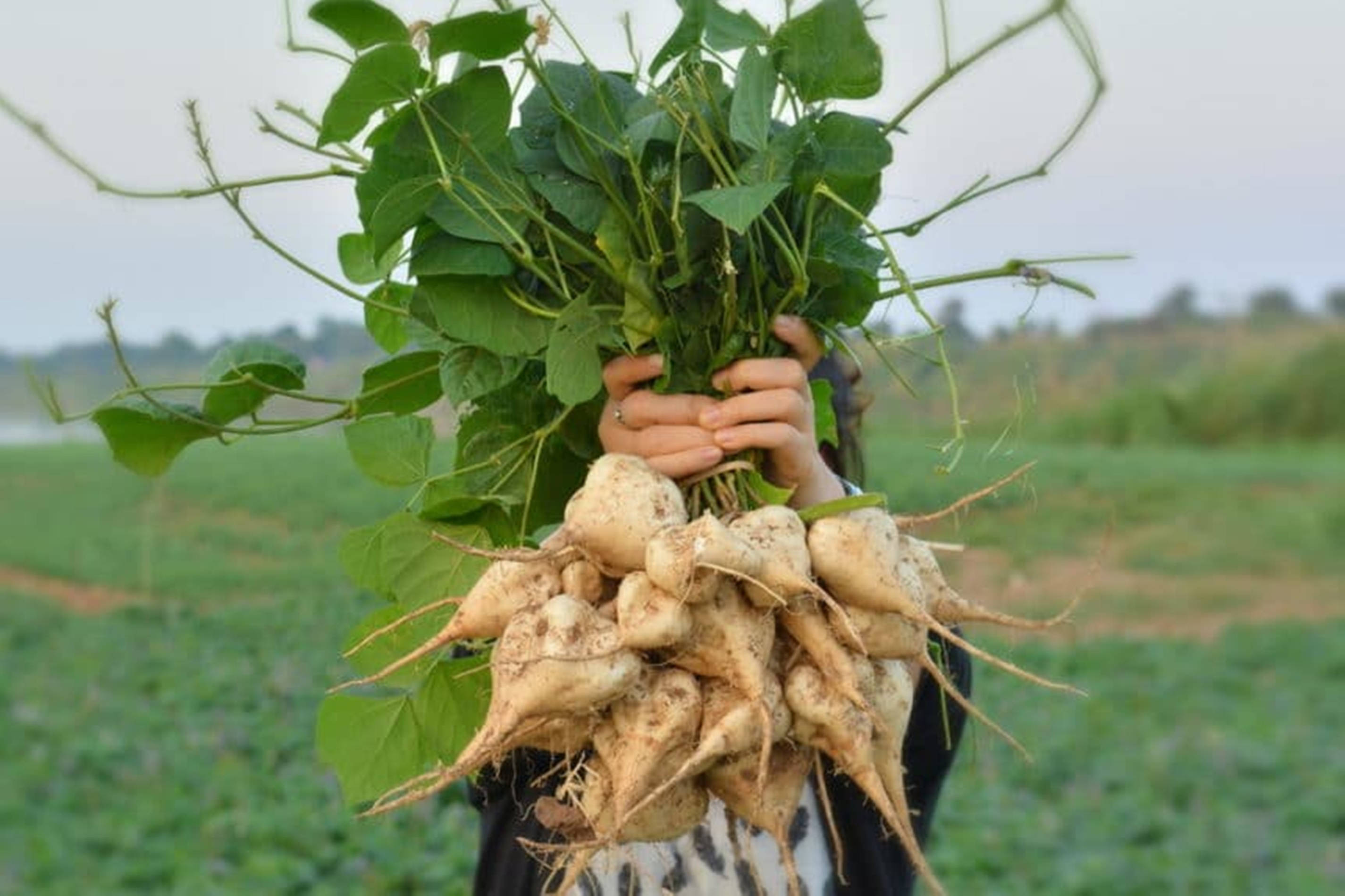Jicama, white yams, green vines, 2K Desktop Wallpaper