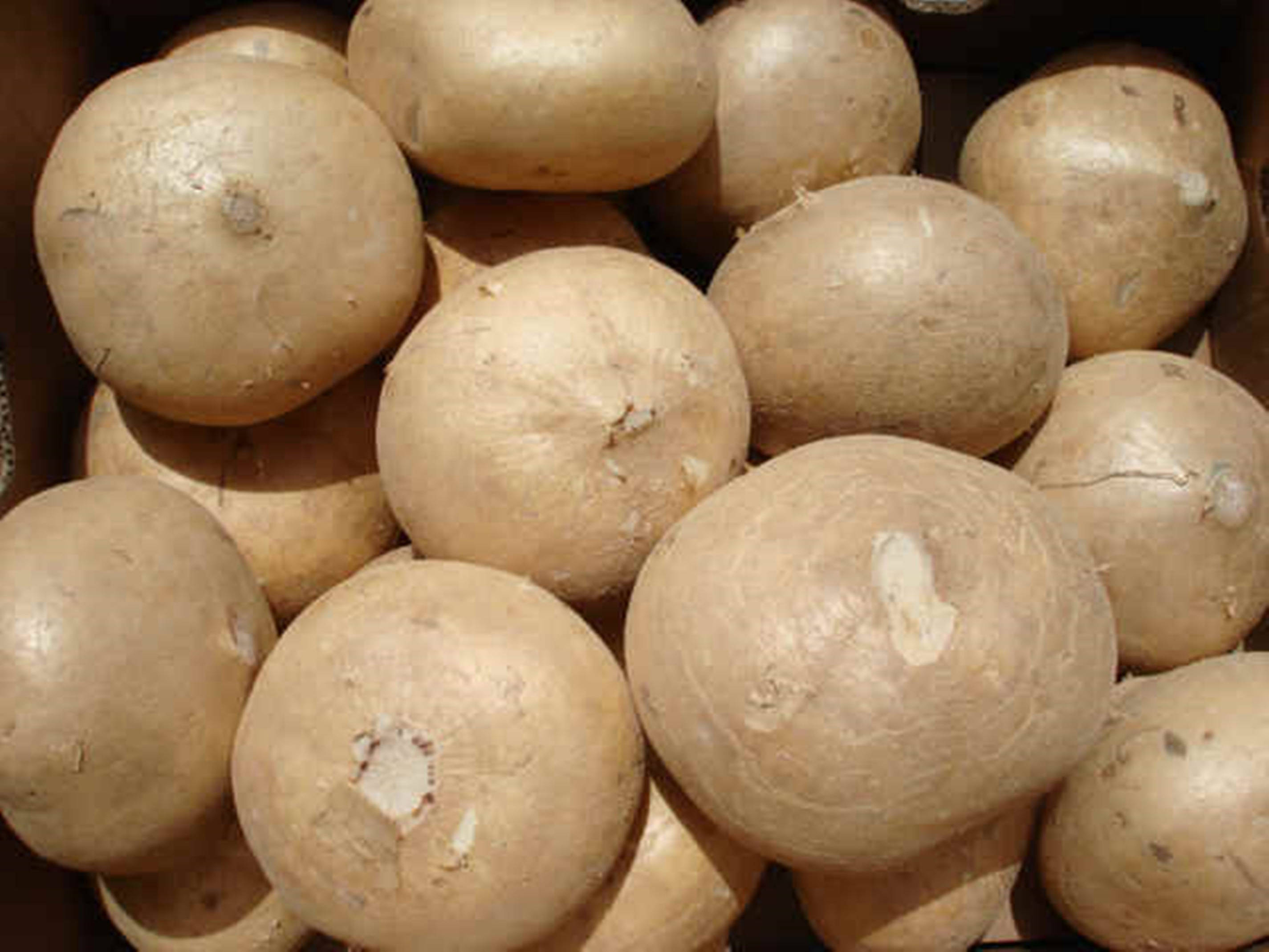 Jicama, light brown, round potatoes, 2K Desktop Wallpaper