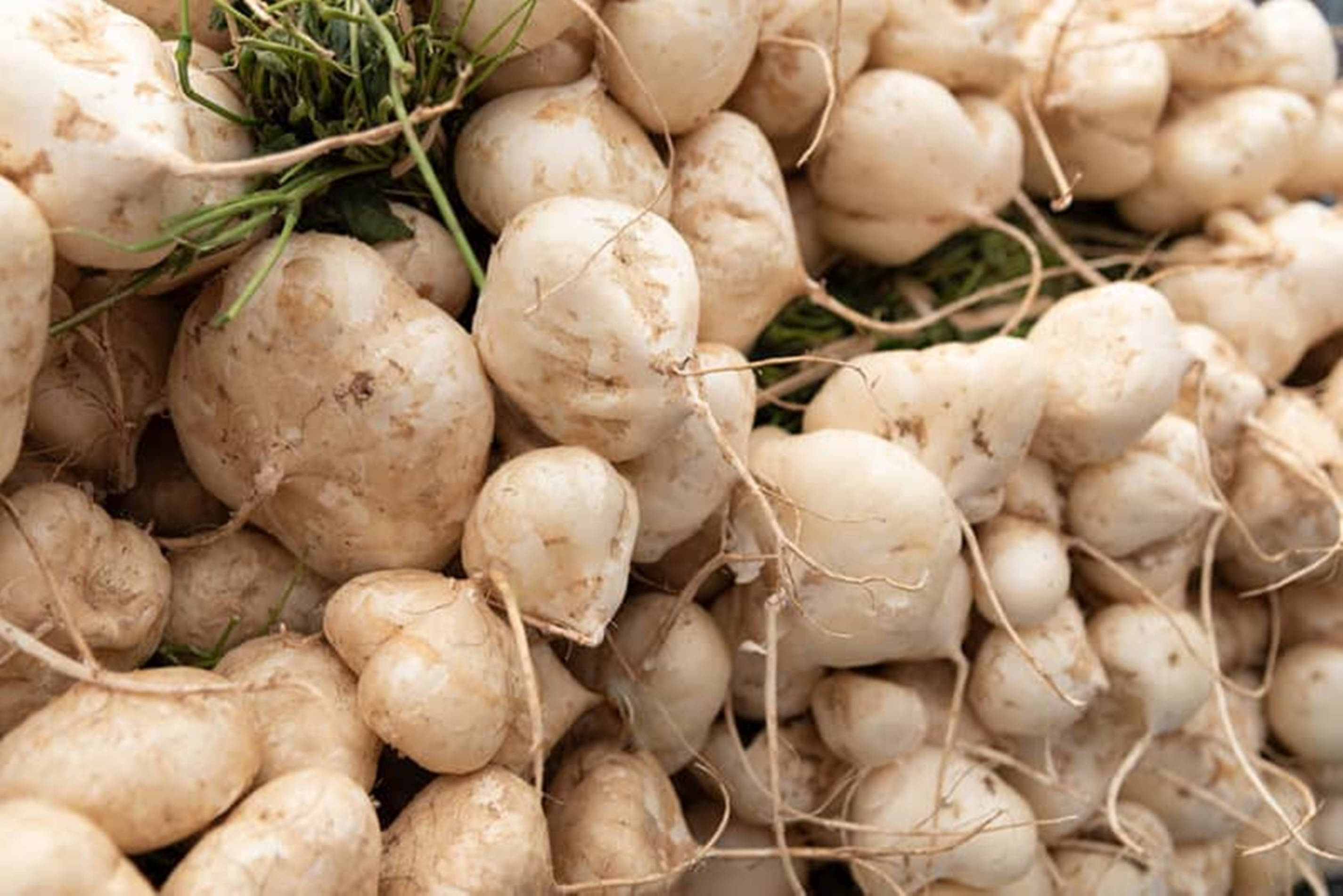 jicama de agua, white turnips, soil, 2K Desktop Wallpaper