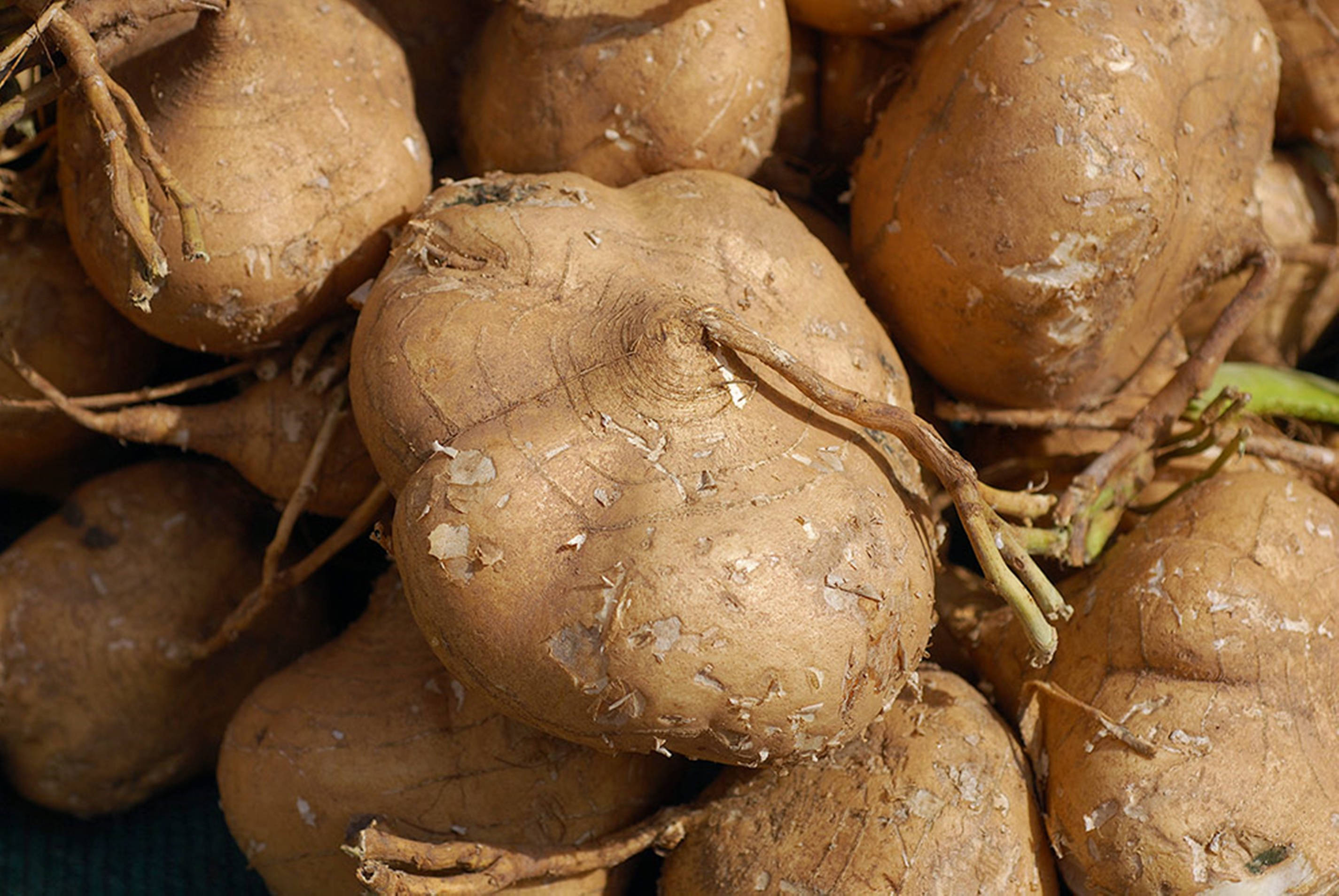 jicama, rootcrops, rough brown yams, 2K Desktop Wallpaper