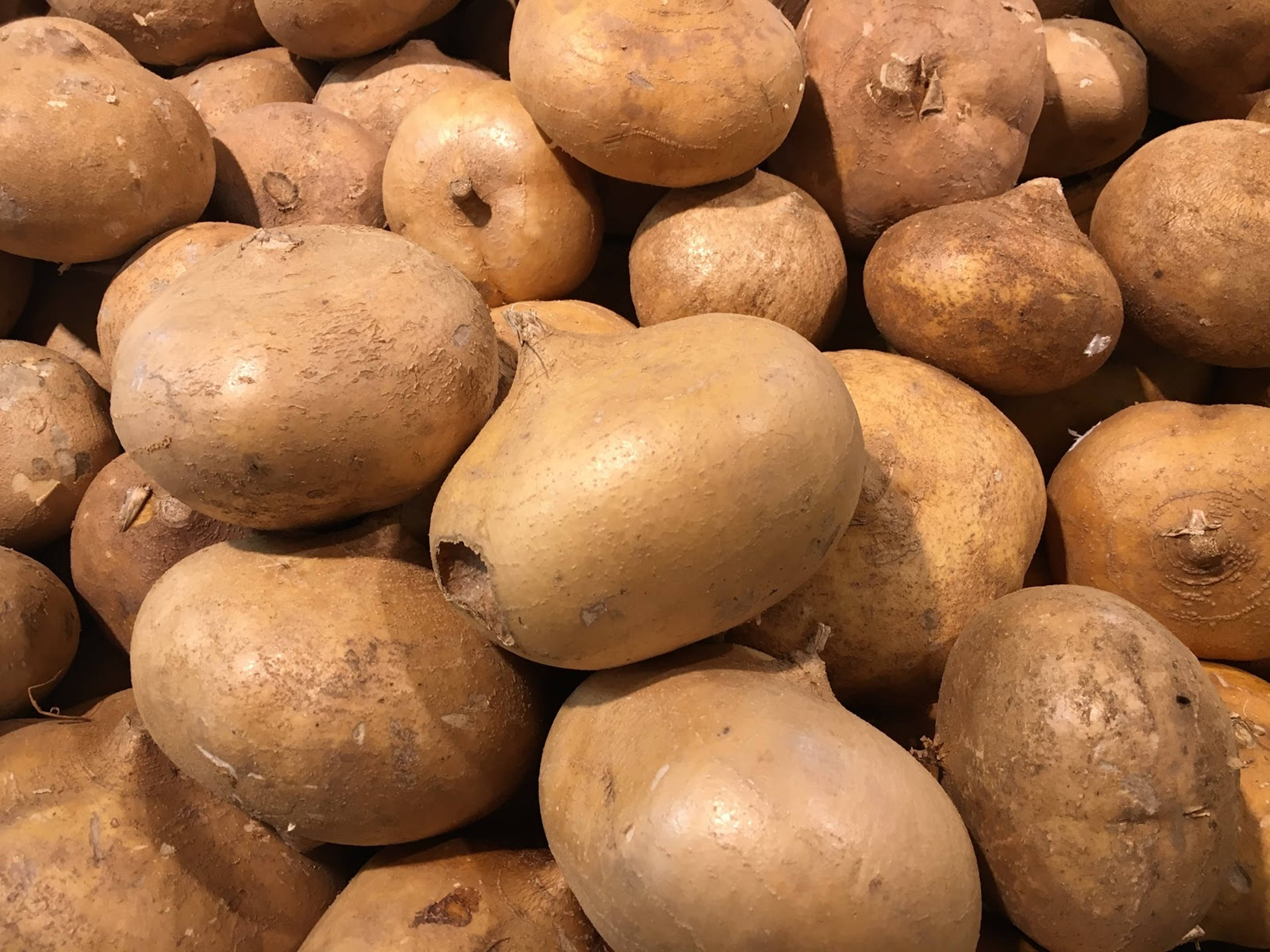 Jicama, rough-skinned, brown, 2K Desktop Wallpaper