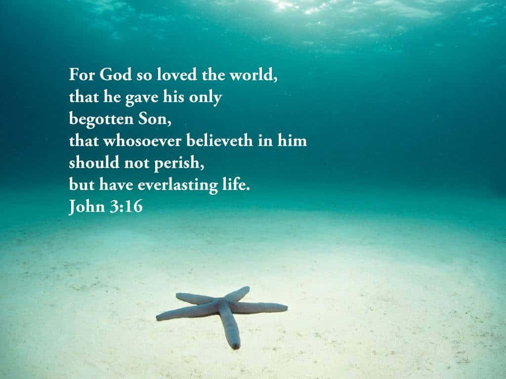 John 3:16, starfish, sandy ocean floor, SD Desktop Wallpaper