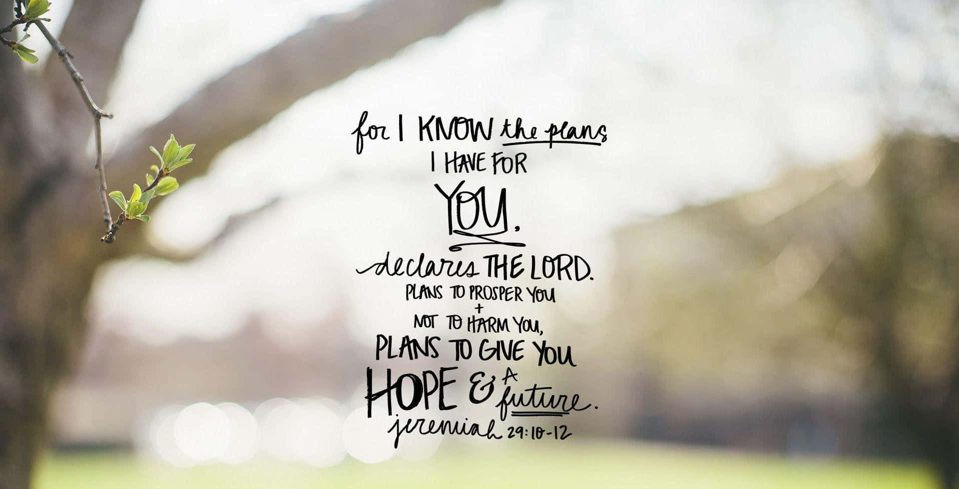 John 3:16, handwritten biblical verse, soft-focus spring tree, Full HD Desktop Wallpaper