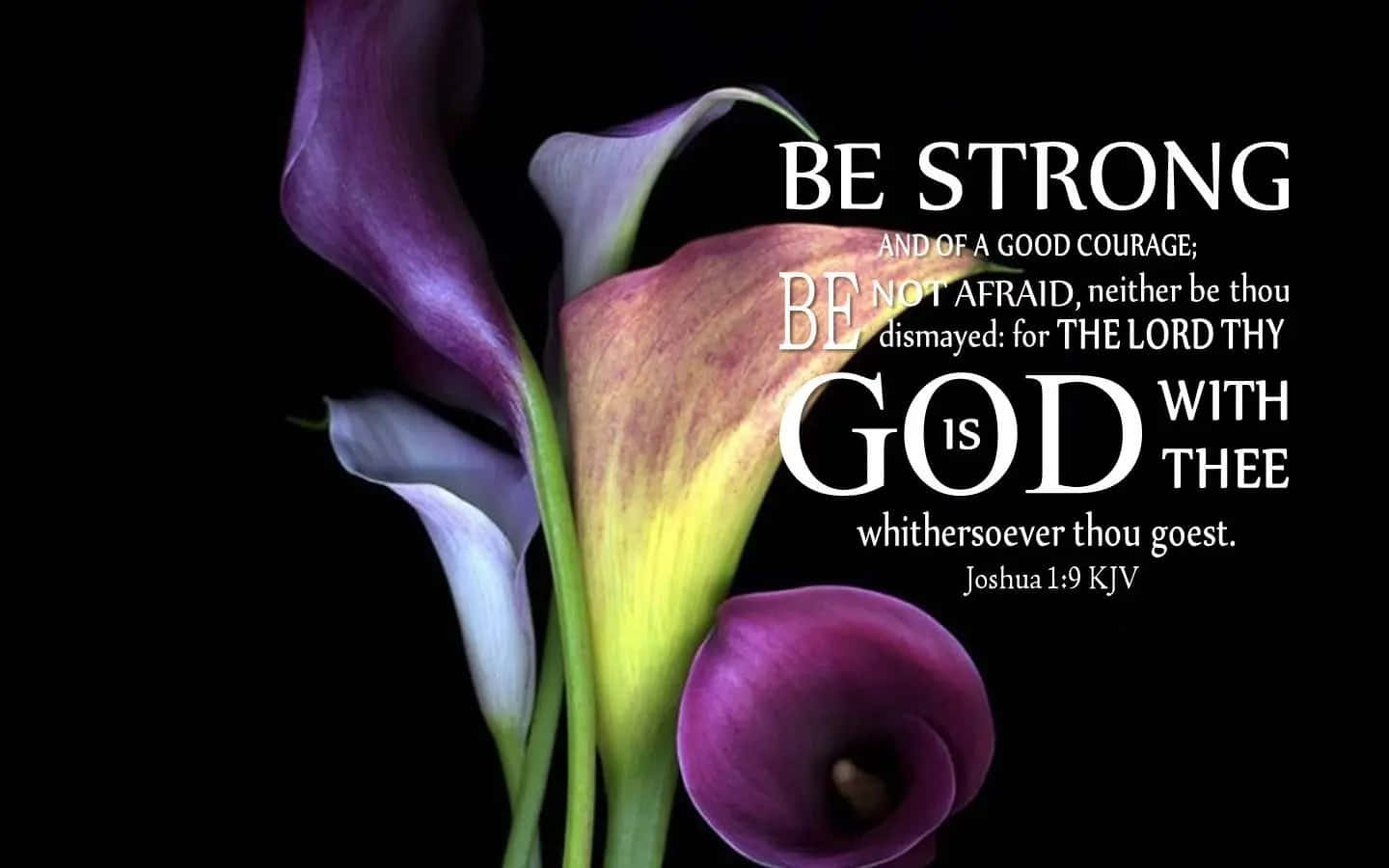 Joshua 1:9, calla lilies, purple, HD Desktop Wallpaper