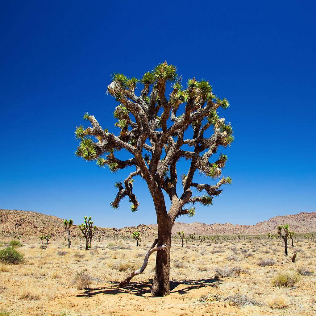 Joshua Tree National Park, single tree, desert, SD Desktop Wallpaper