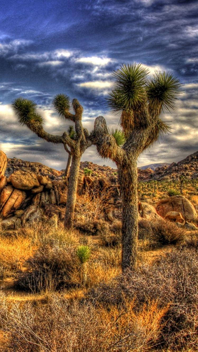 Joshua Tree National Park, Joshua trees, dramatic sky, HD Phone Wallpaper