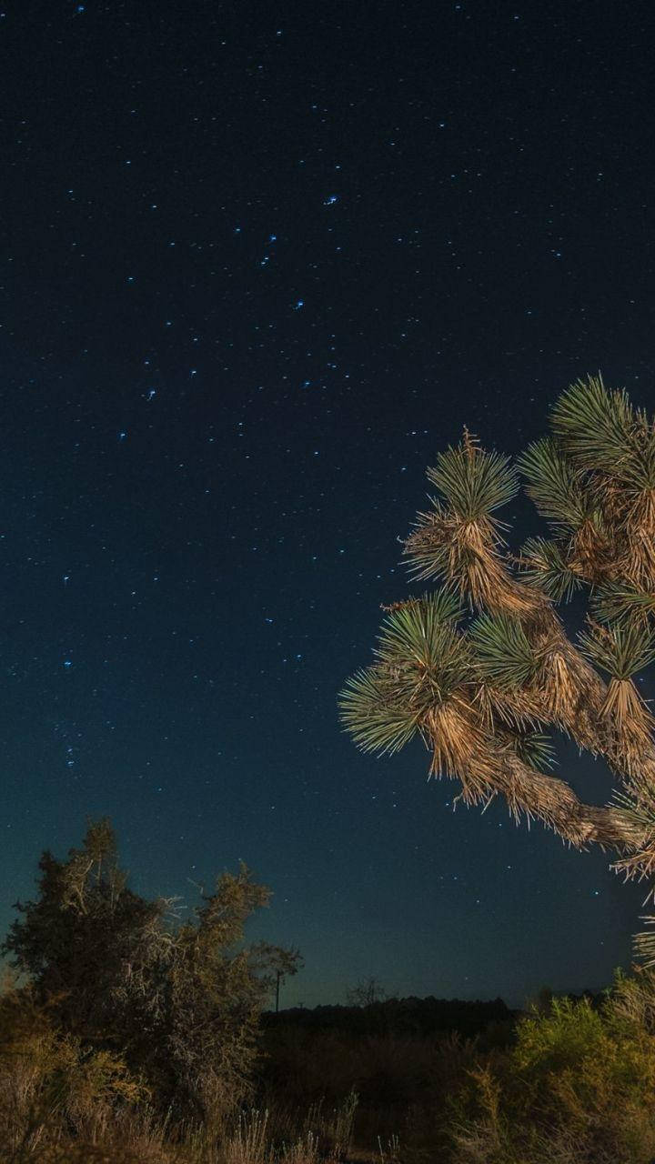 Joshua Tree National Park, starry desert night sky, silhouetted Joshua trees, HD Phone Wallpaper
