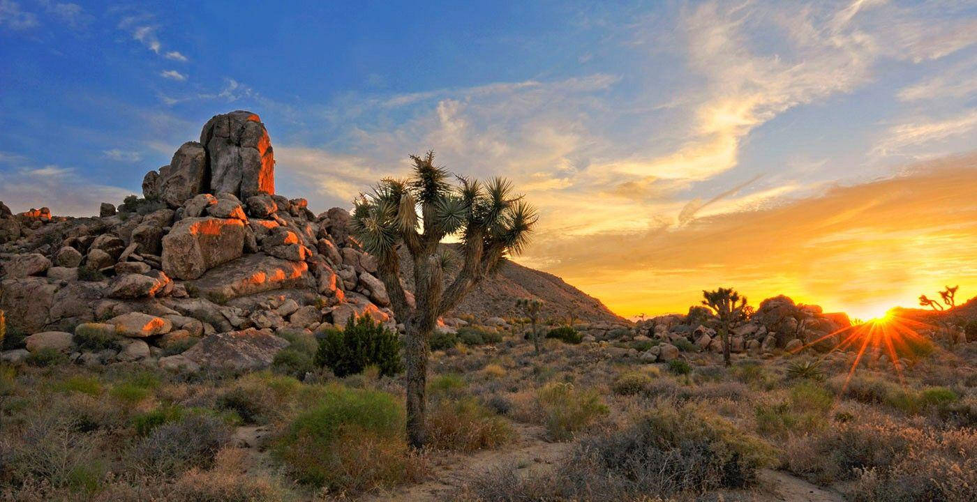 Joshua Tree National Park, Joshua tree, rocky desert hill, HD Desktop Wallpaper