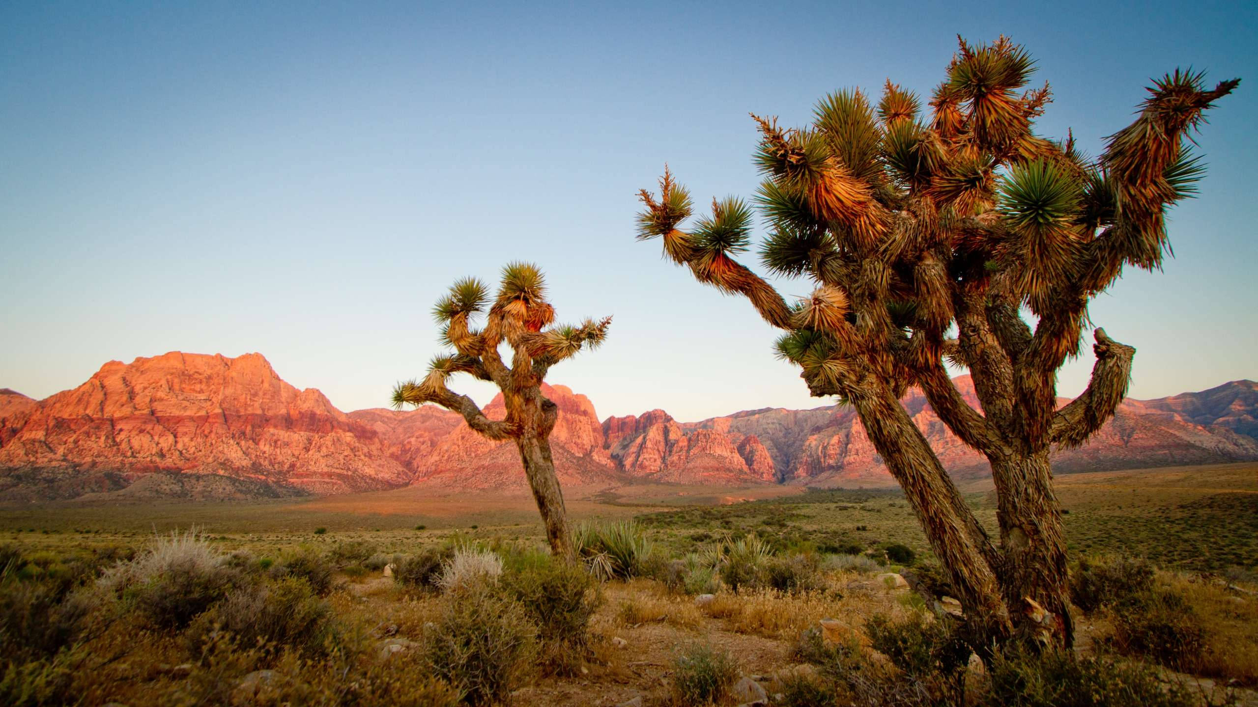 Joshua Tree National Park, three joshua trees, desert valley, 2K Desktop Wallpaper