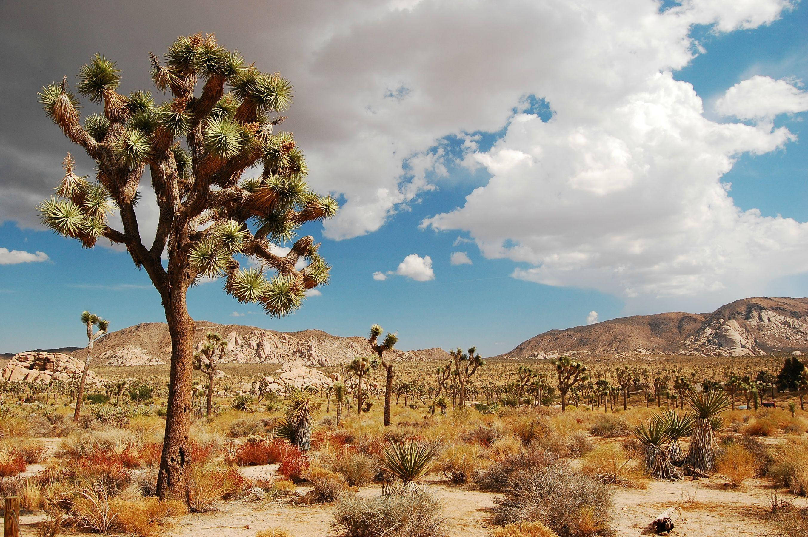 Joshua Tree National Park, joshua tree, desert landscape, 2K Desktop Wallpaper