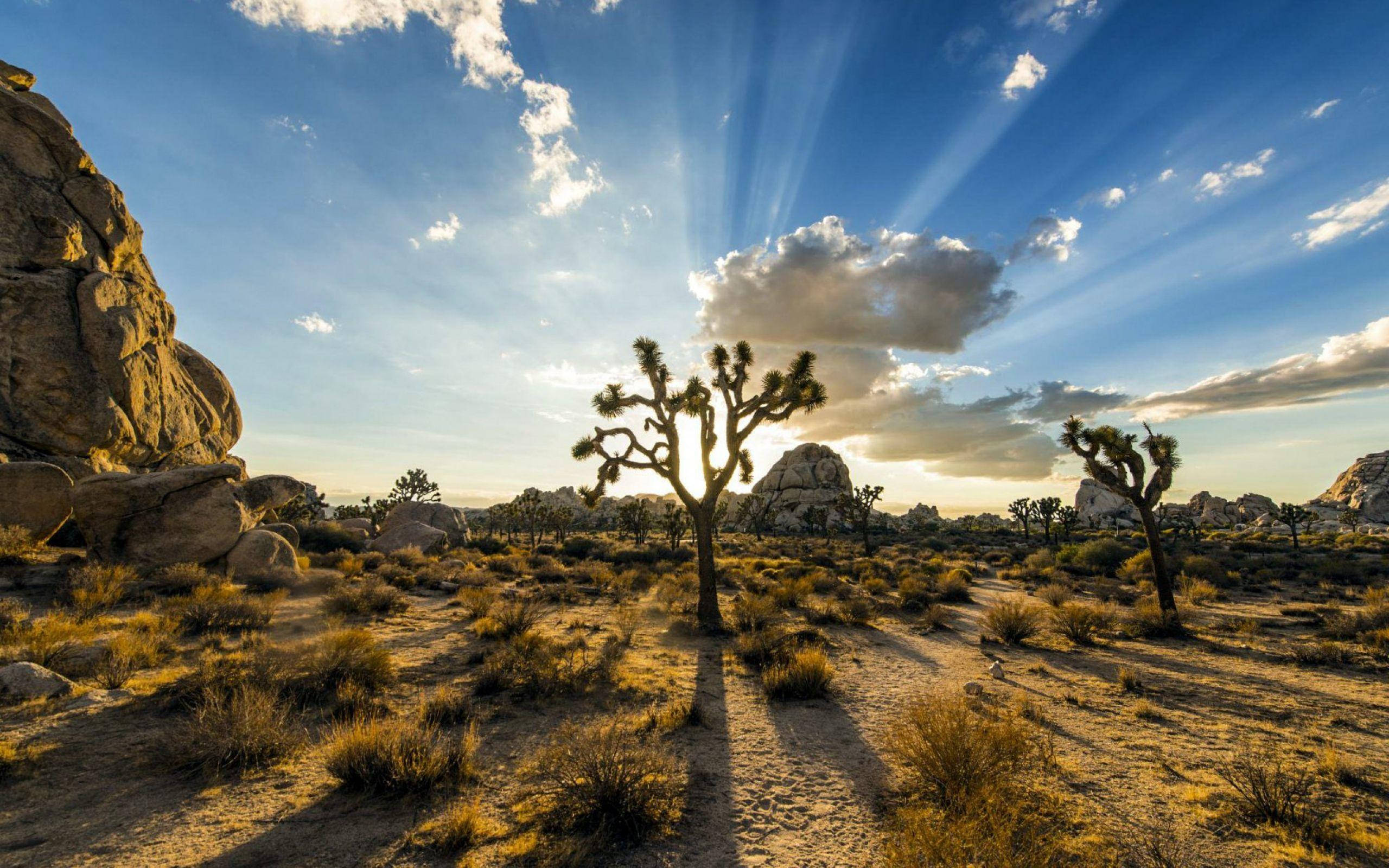 Joshua Tree National Park, sun rays, desert landscape, 2K Desktop Wallpaper