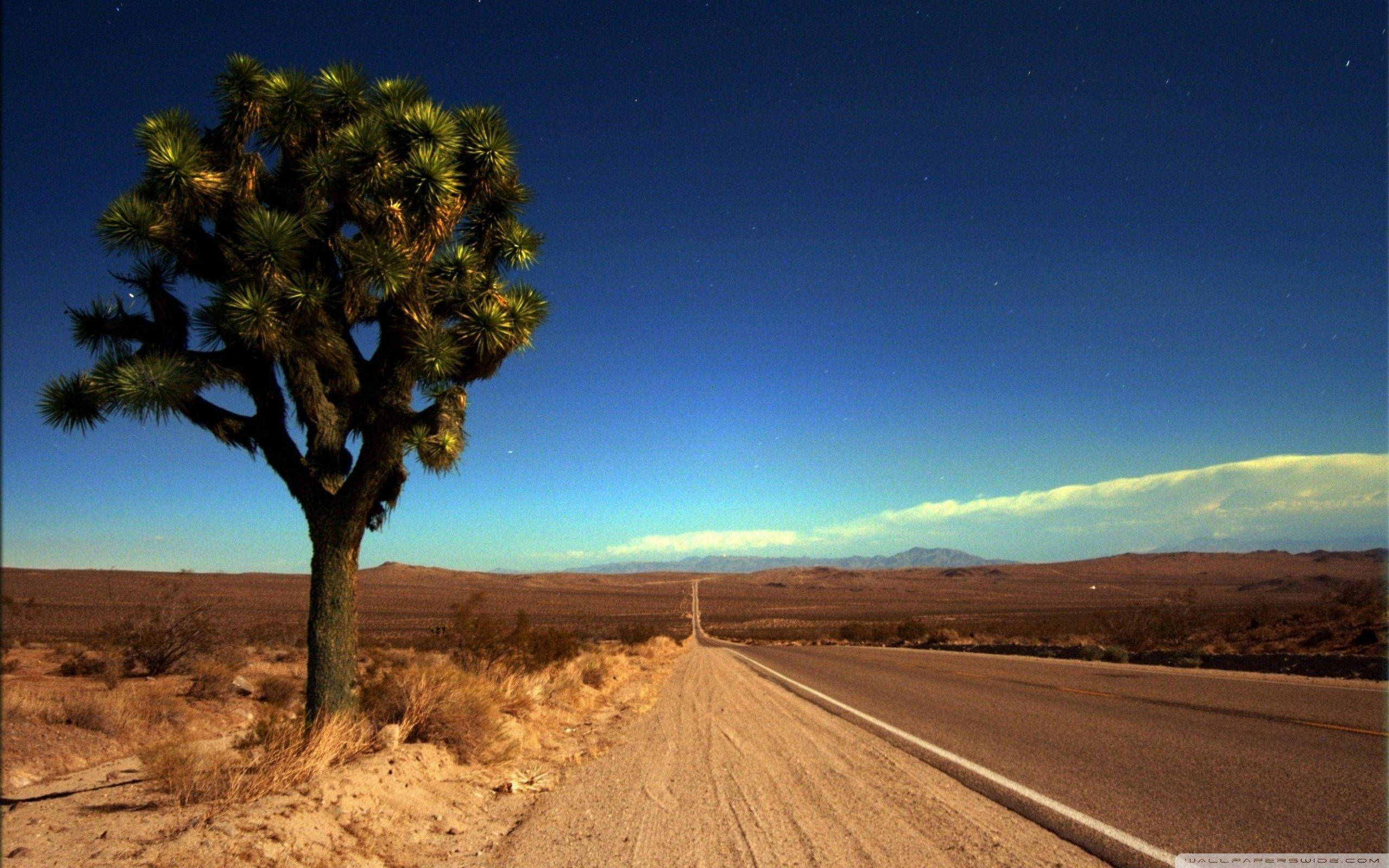 Joshua Tree National Park, Joshua tree, desert road, 2K Desktop Wallpaper