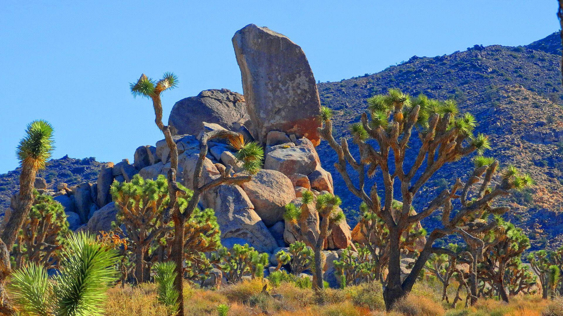 Joshua Tree National Park, tall rocks, Joshua trees, Full HD Desktop Wallpaper