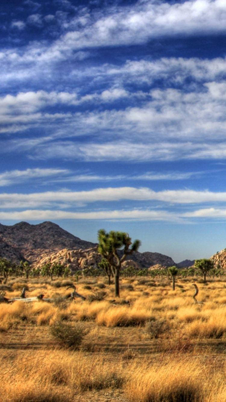 Joshua Tree National Park, golden grasses, Joshua trees, HD Phone Wallpaper