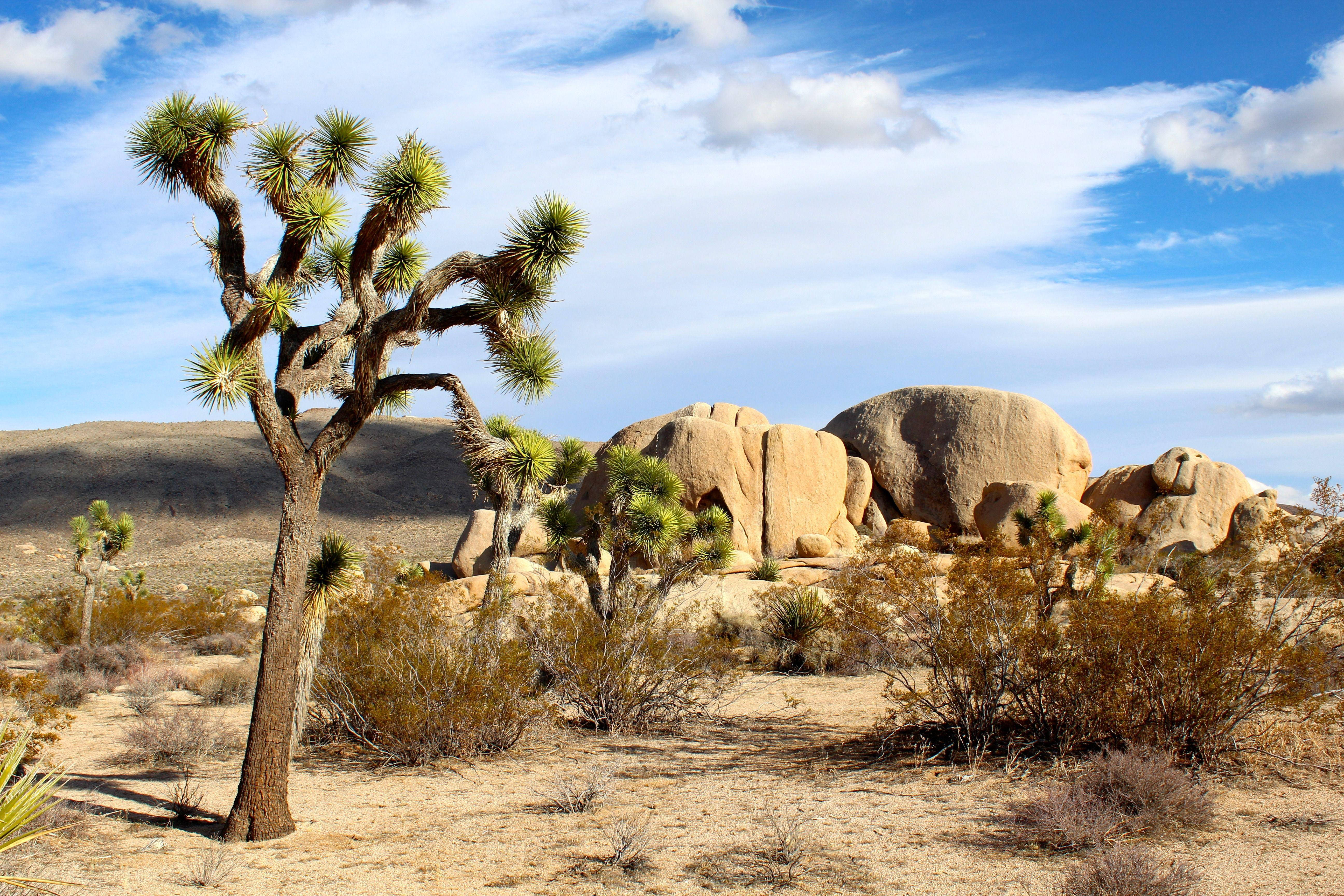 Joshua Tree National Park, Joshua tree, bright blue sky, 5K Desktop Wallpaper
