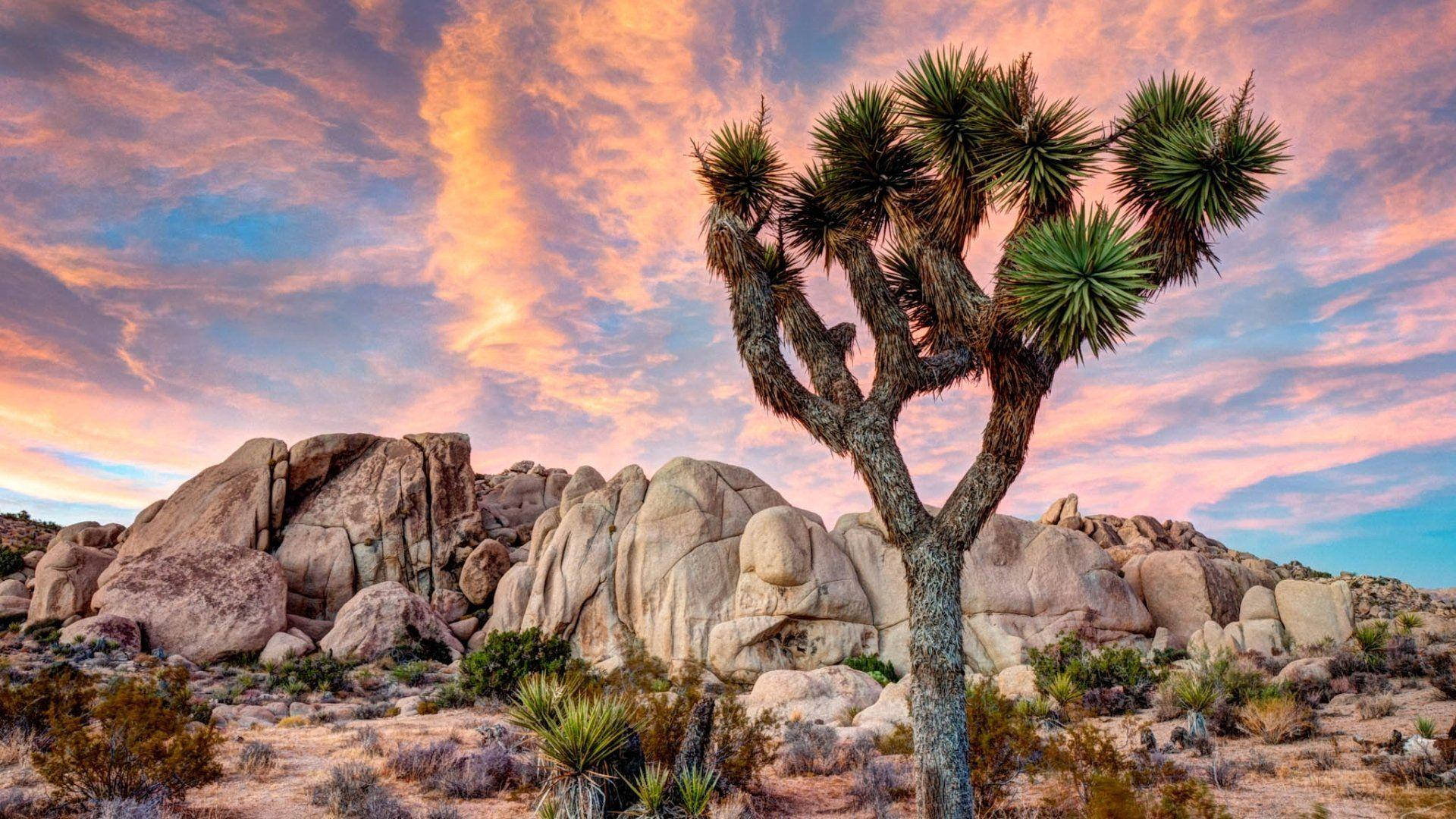 Joshua Tree National Park, pink clouds, vibrant sunset sky, Full HD Desktop Wallpaper