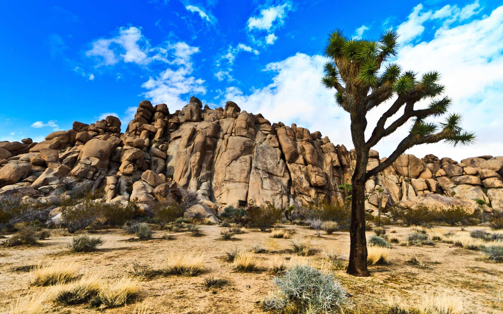 Joshua Tree National Park, Joshua tree, rugged rock formations, Full HD Desktop Wallpaper