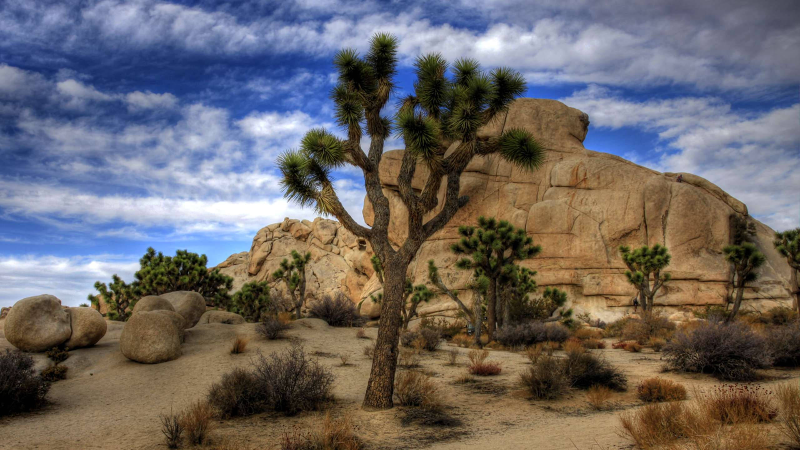 Joshua Tree National Park, darkish clouds, blue sky, 2K Desktop Wallpaper