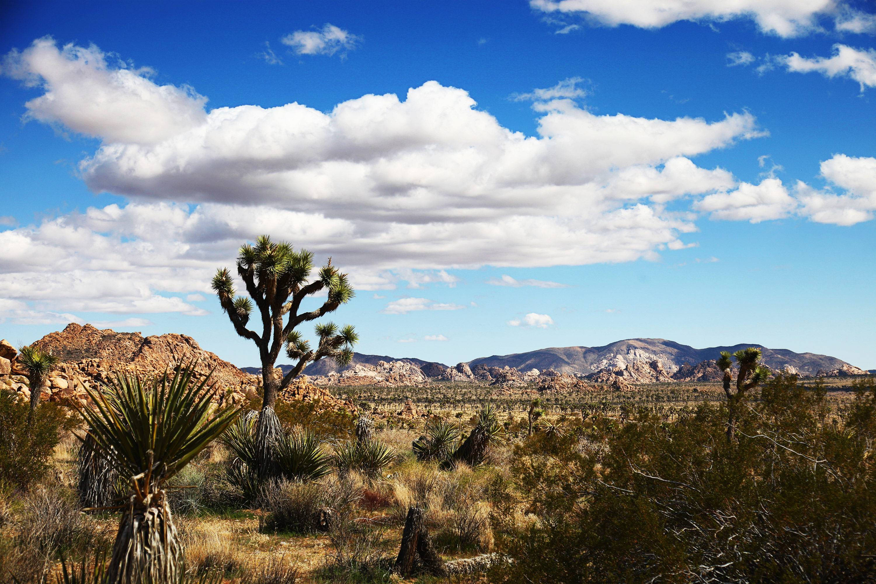 Joshua Tree National Park, white clouds, Joshua tree, 2K Desktop Wallpaper