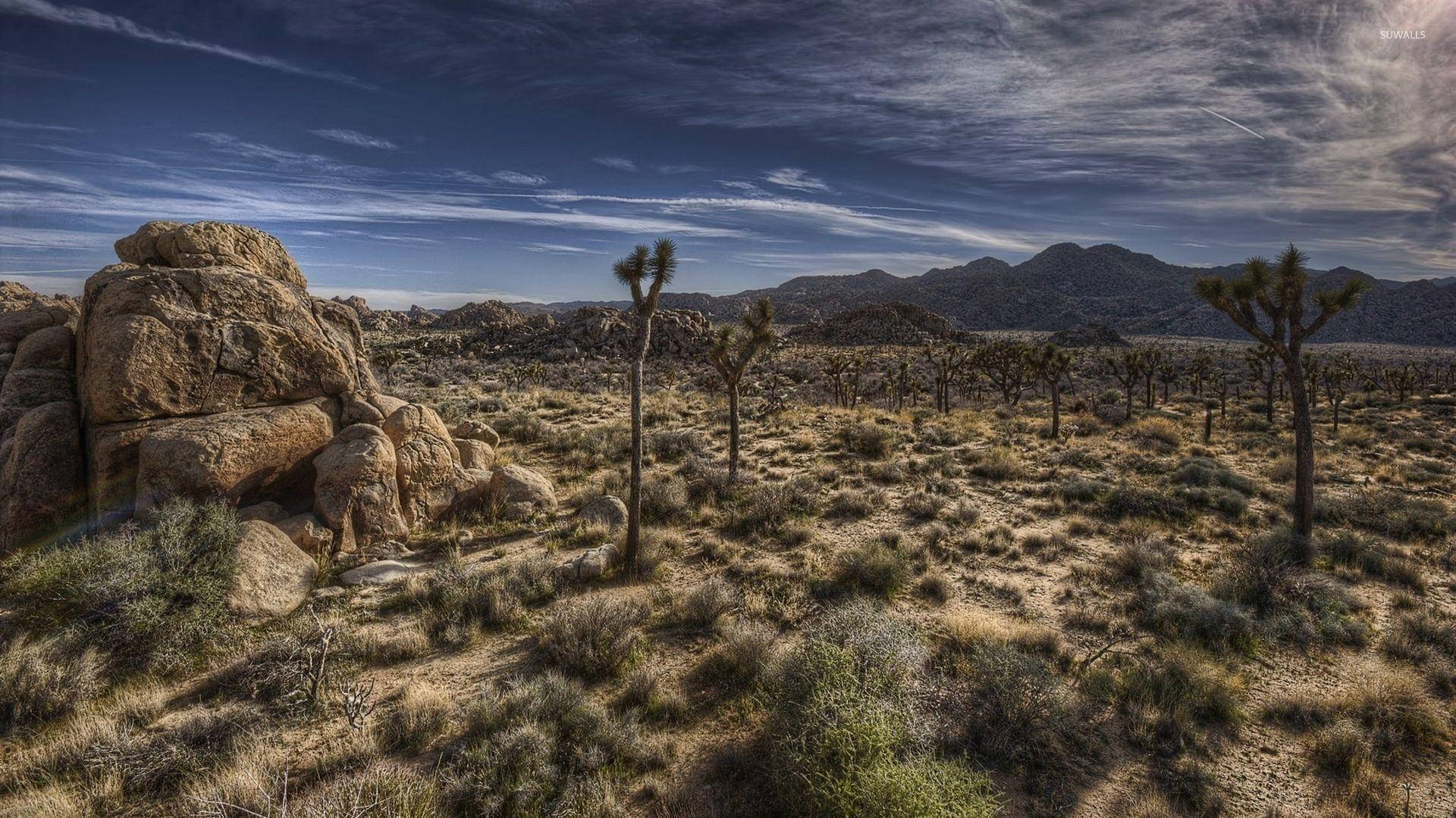 Joshua Tree National Park, dark skies, tall trees, Full HD Desktop Wallpaper