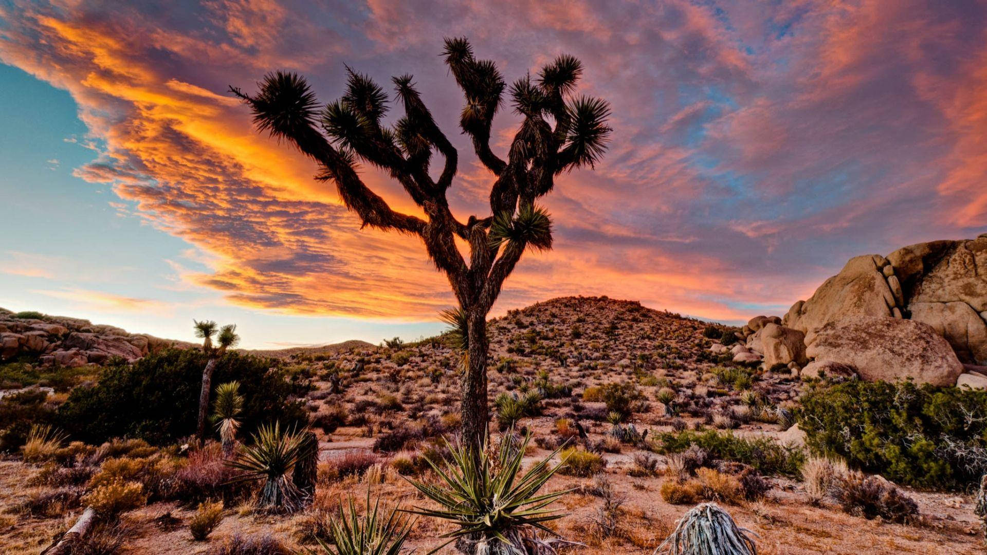 Joshua Tree National Park, single tree, orange sky, Full HD Desktop Wallpaper