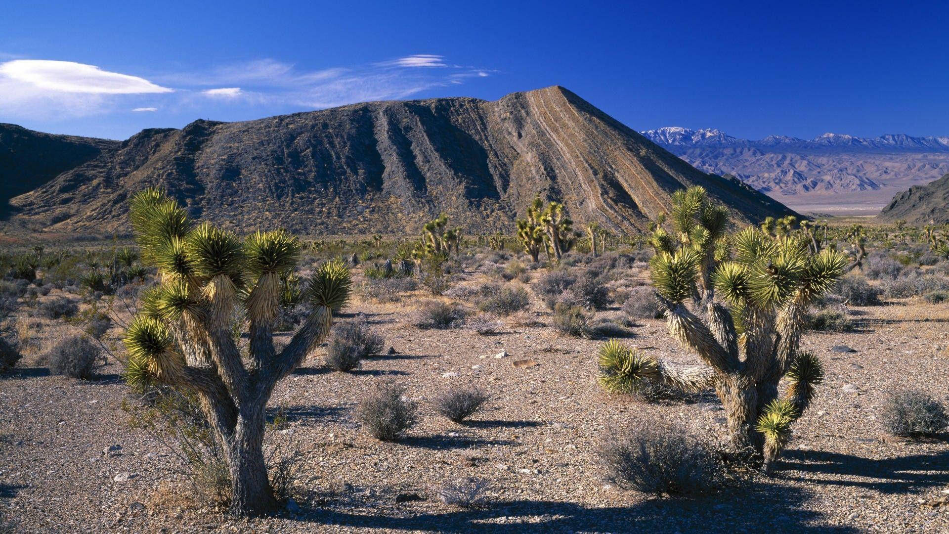 Joshua Tree National Park, gray mountains, Joshua trees, Full HD Desktop Wallpaper