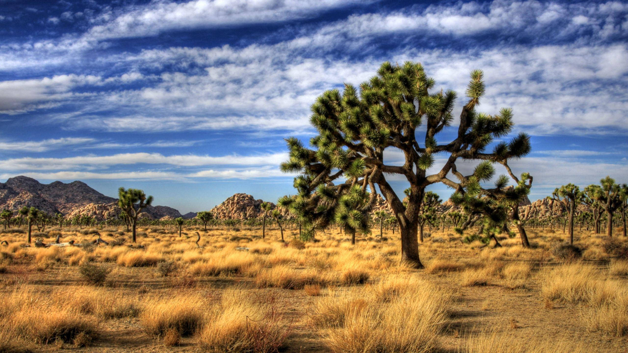 Joshua Tree National Park, yellow grass, golden desert field, 2K Desktop Wallpaper