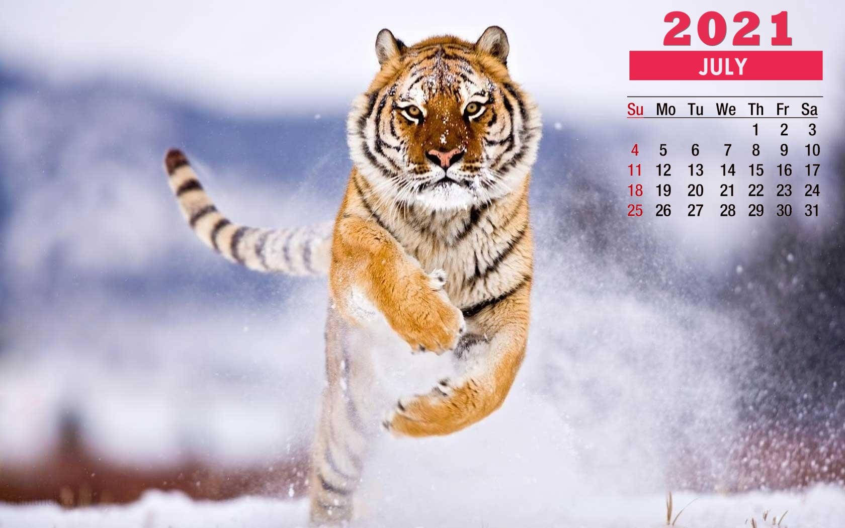 July 2021, tiger, snowy air, HD Desktop Wallpaper