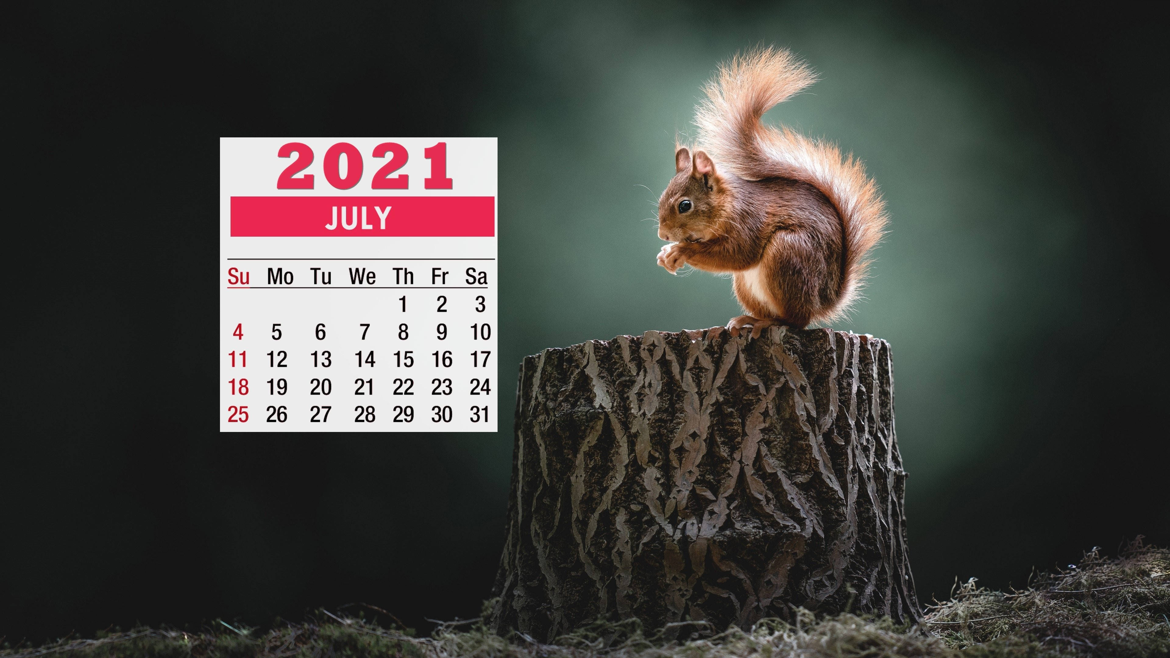 red squirrel, mossy tree stump, 2021 July calendar, 4K Desktop Wallpaper