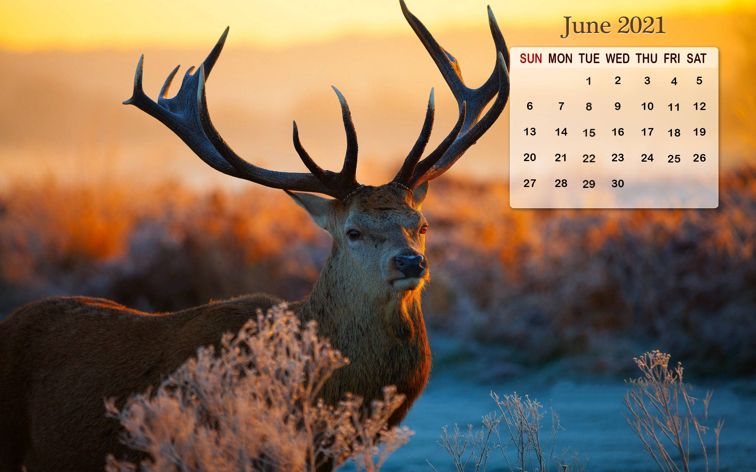June 2021 calendar, stag, large antlers, 2K Desktop Wallpaper