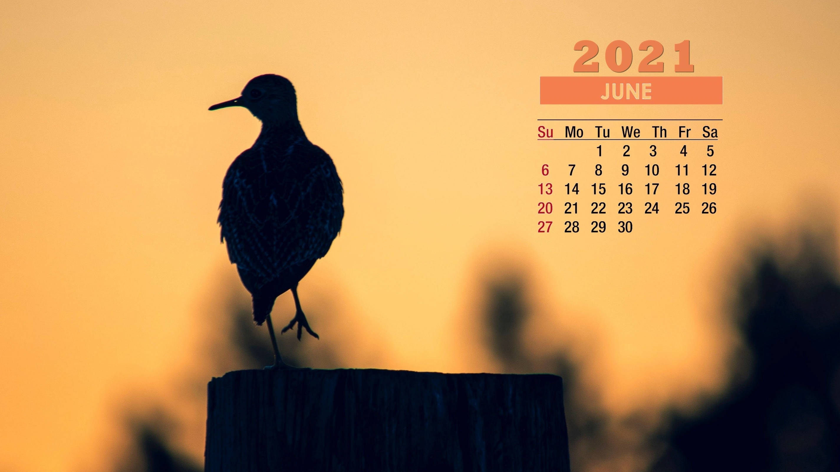 bird, wooden post, sunset, 2K Desktop Wallpaper
