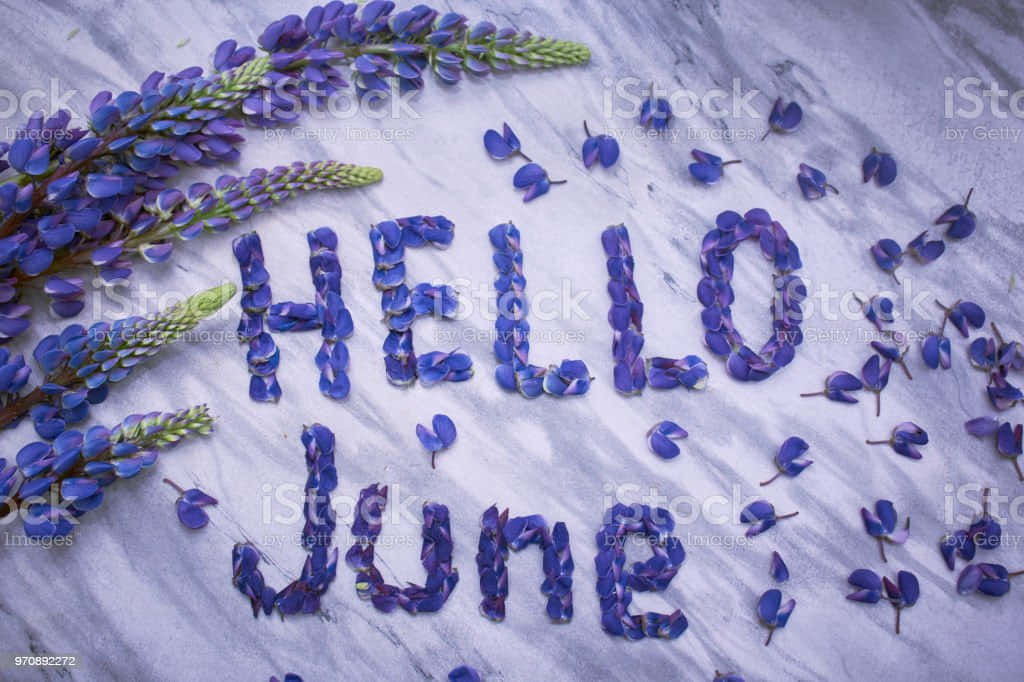 hello june, Purple lupine flowers, textured gray stone surface, SD Desktop Wallpaper