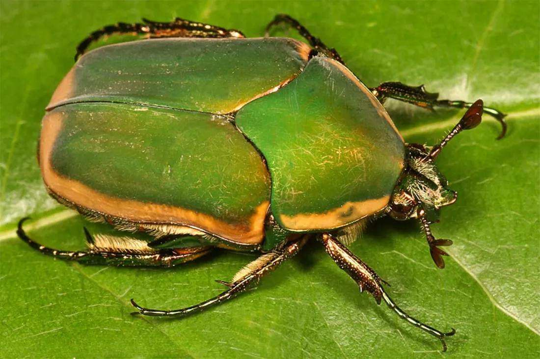 June Bug