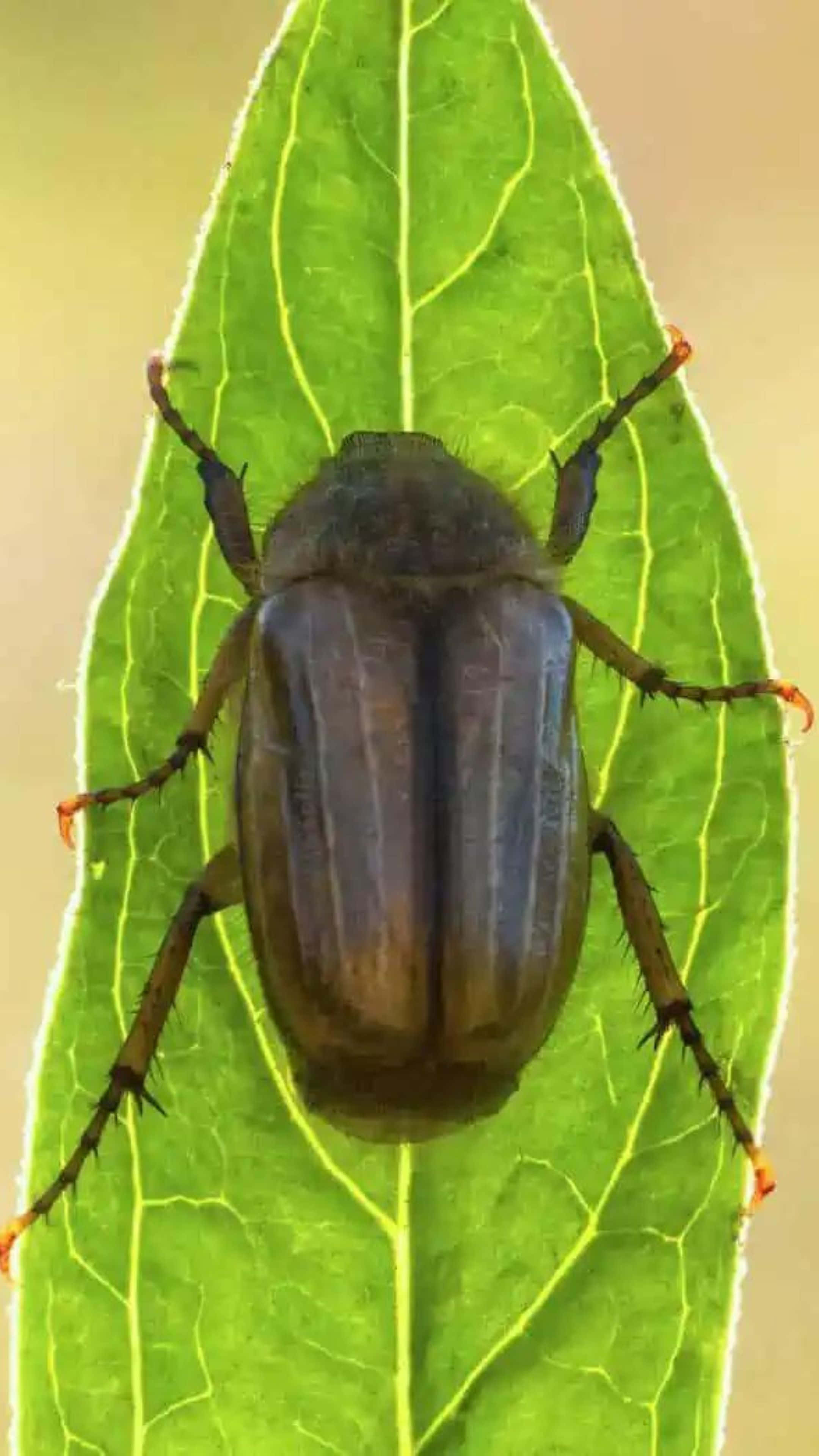 June Bug, leaf, brownish beetle, 4K Phone Wallpaper