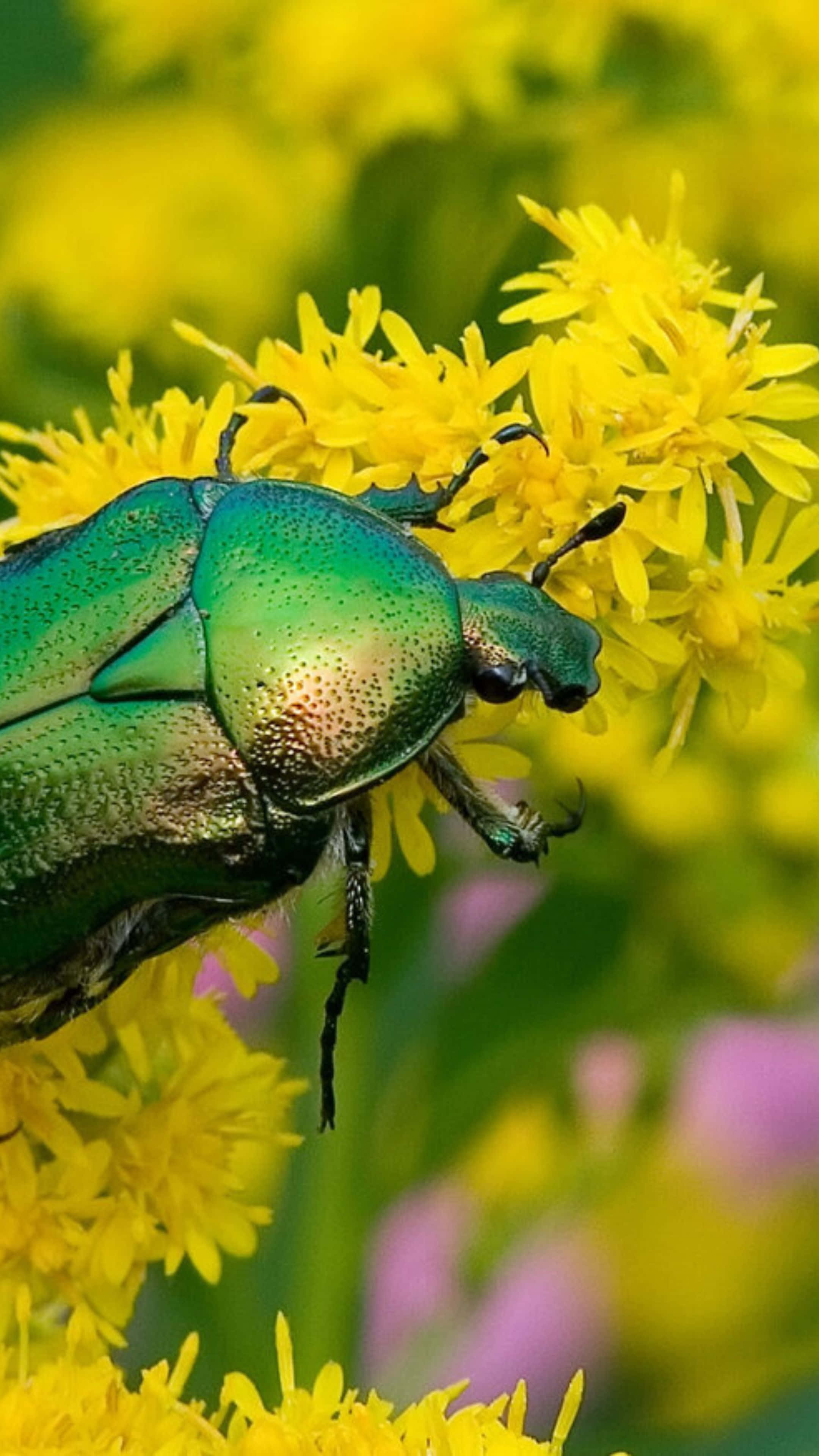 June Bug, goldenrod flowers, metallic green beetle, 4K Phone Wallpaper