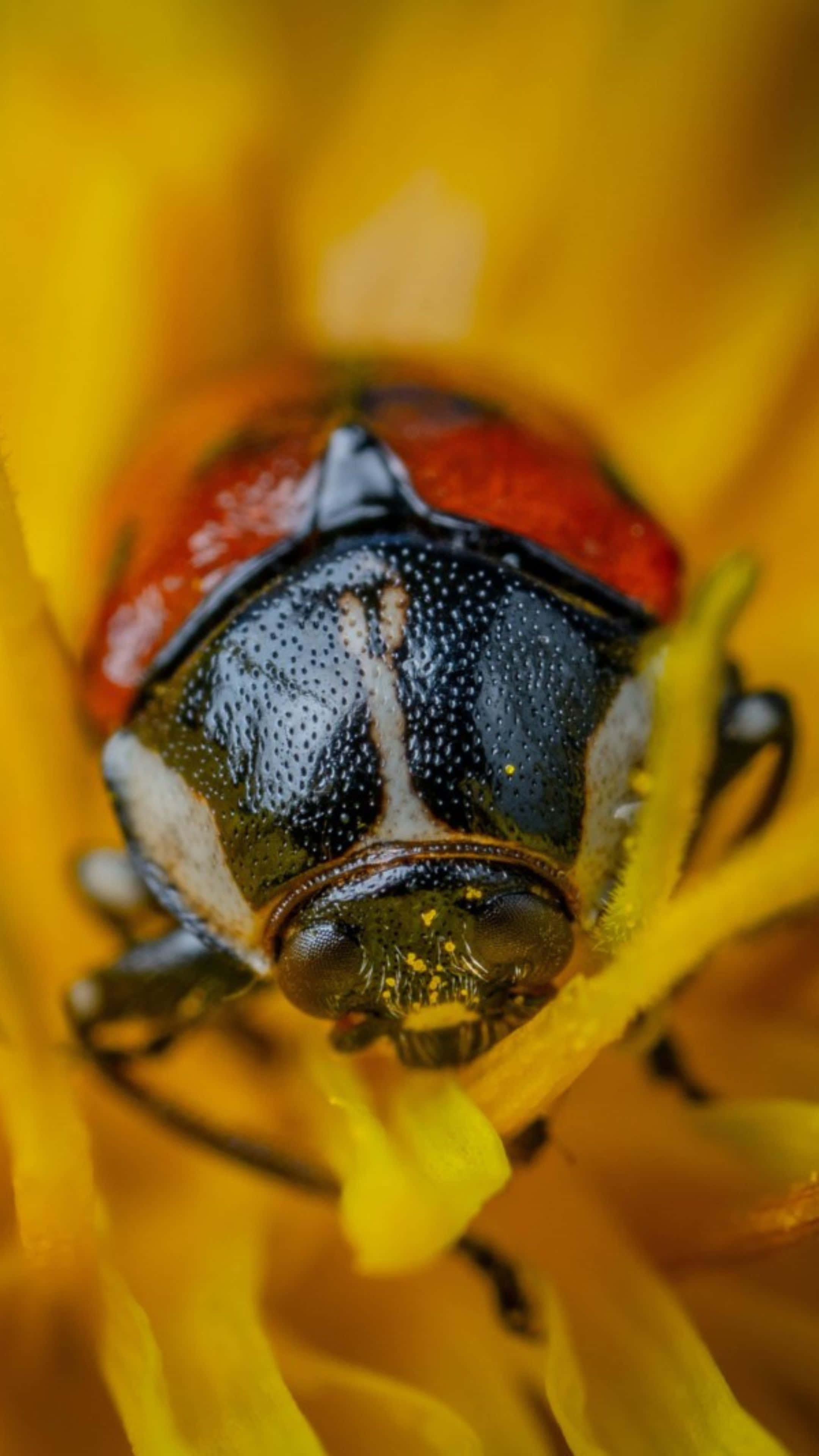 June Bug, yellow flower, red and black beetle, 4K Phone Wallpaper