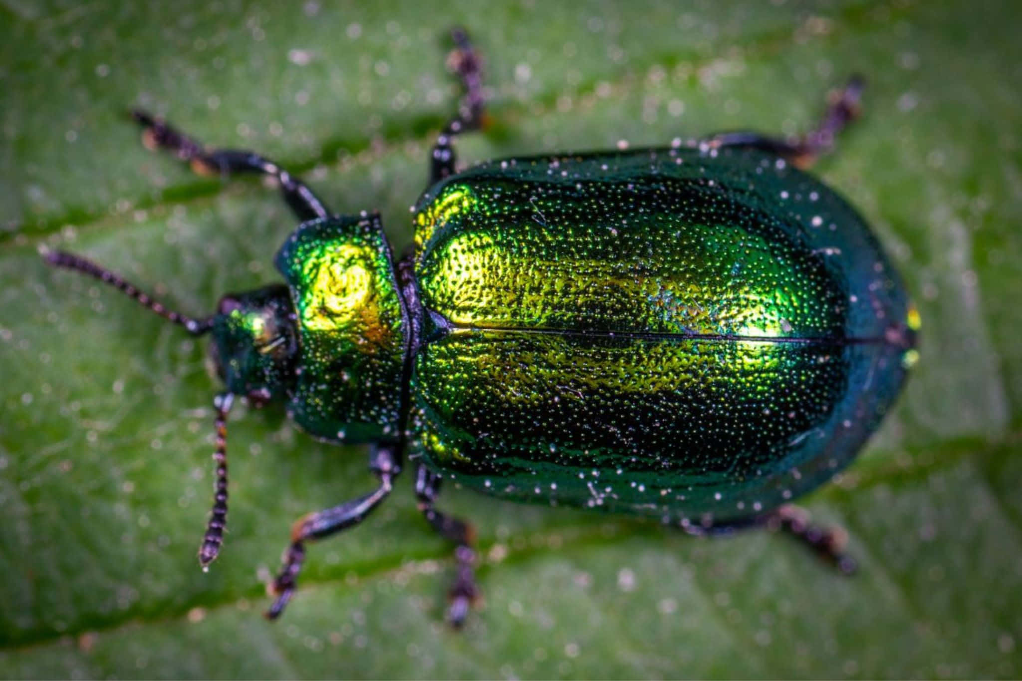 iridescent green beetleon leaf, metallic green beetle, textured shell, Full HD Desktop Wallpaper