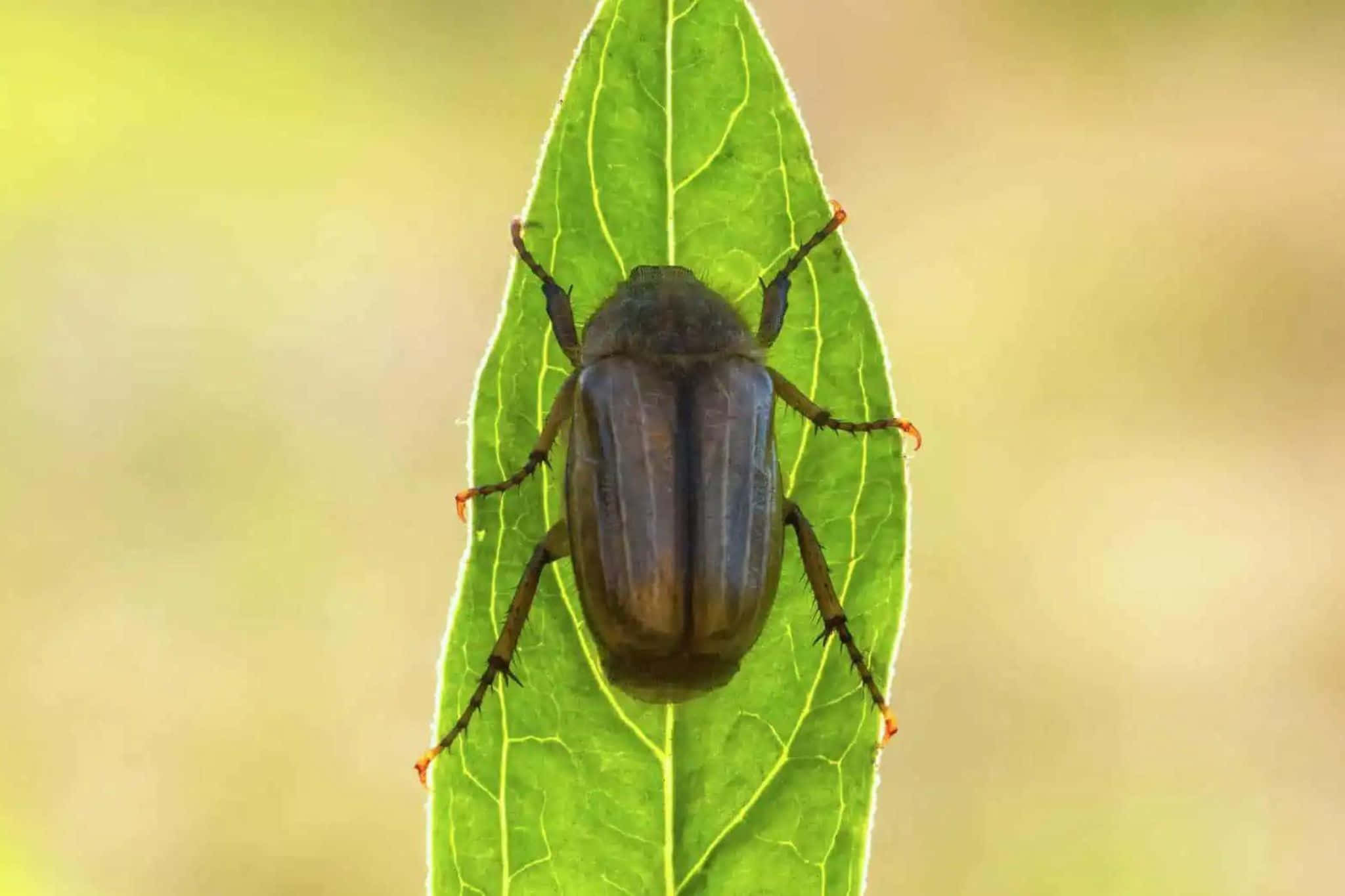 June Bug, brown beetle, orange-tipped legs, Full HD Desktop Wallpaper