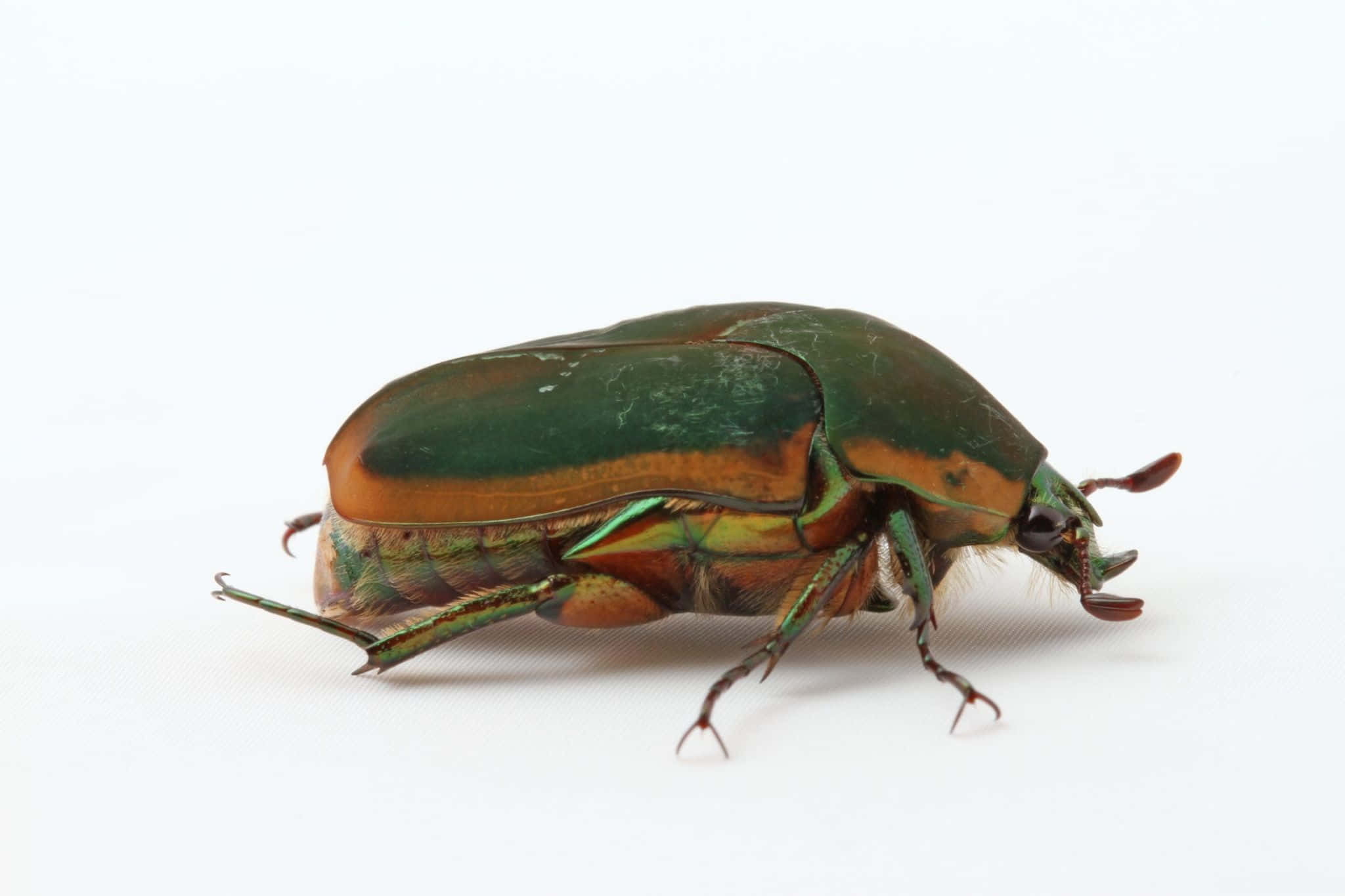 June Bug, metallic green, gold, Full HD Desktop Wallpaper