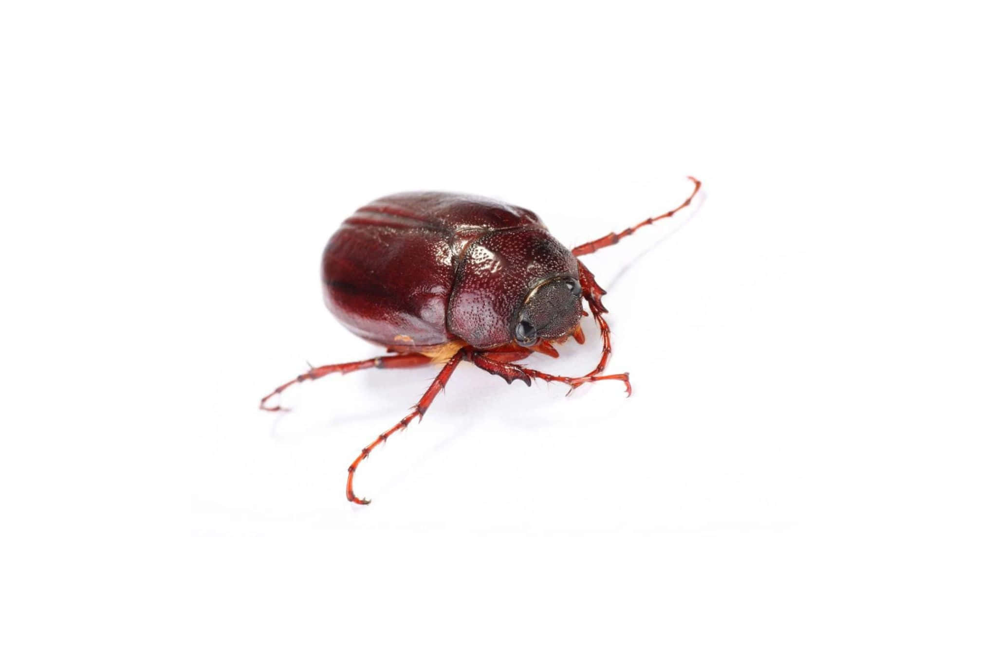 June Bug, shiny, dark red, Full HD Desktop Wallpaper