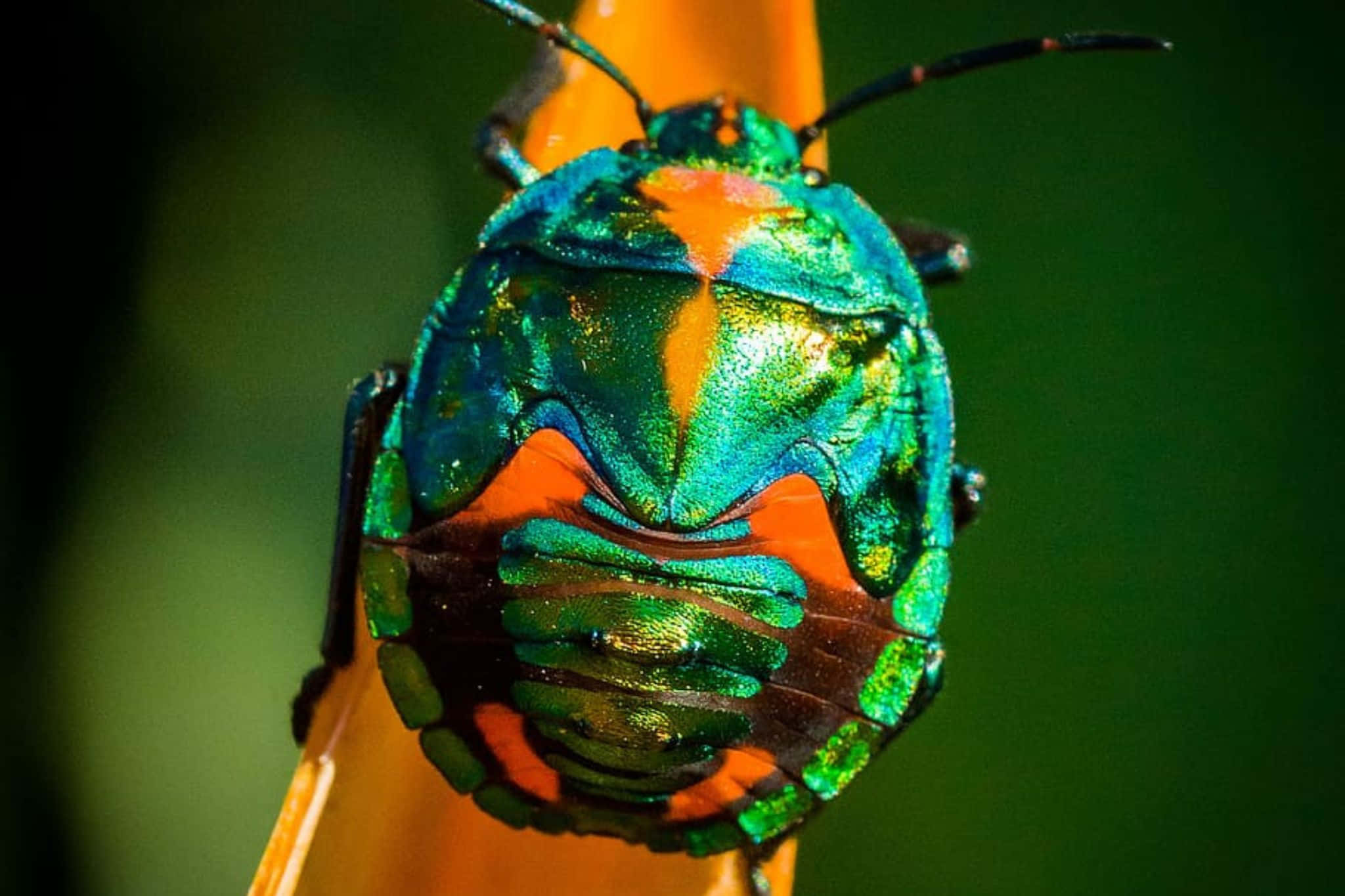 June Bug, iridescent green, orange, Full HD Desktop Wallpaper