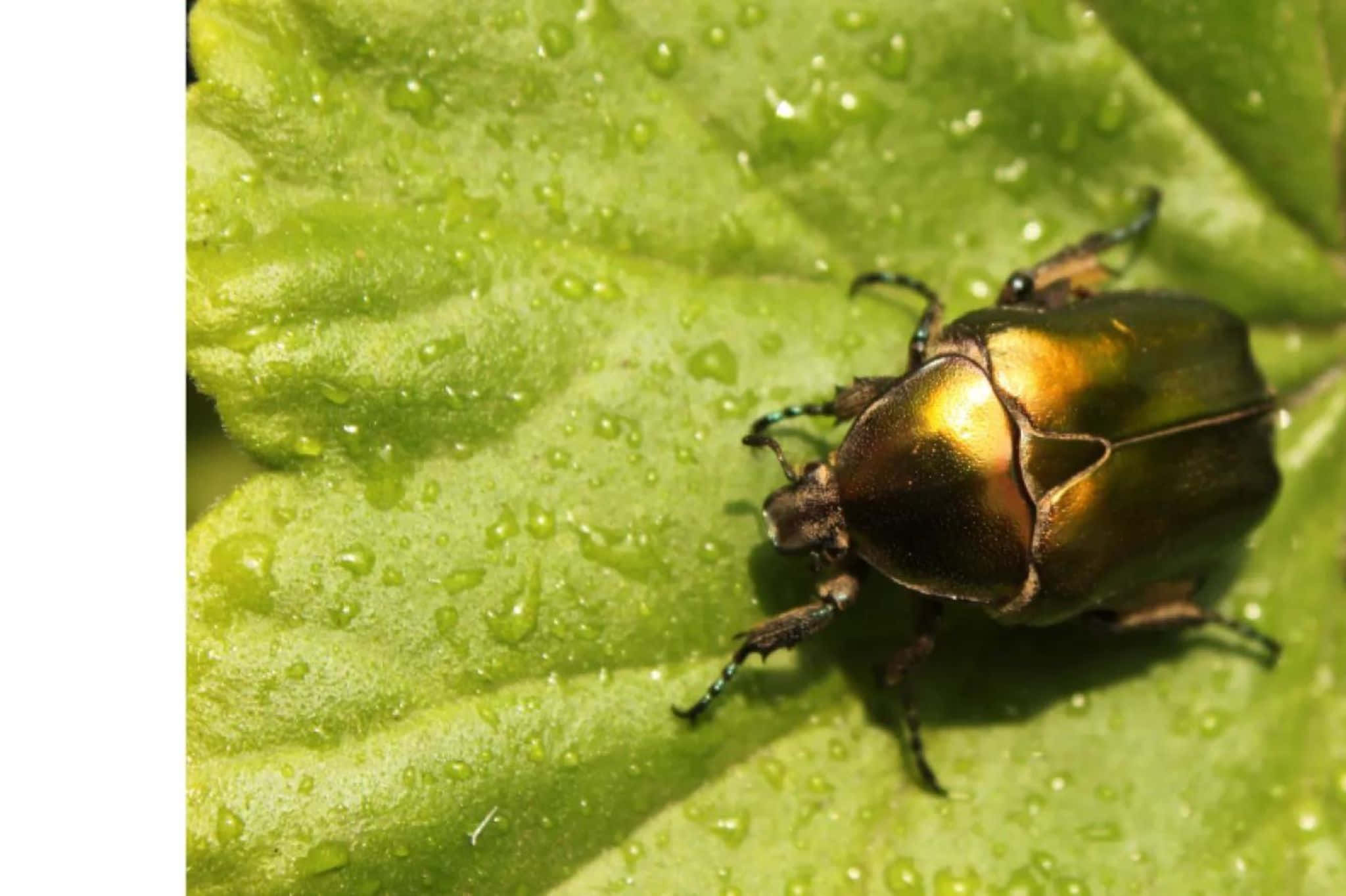 June Bug, dewy leaf, metallic green, Full HD Desktop Wallpaper
